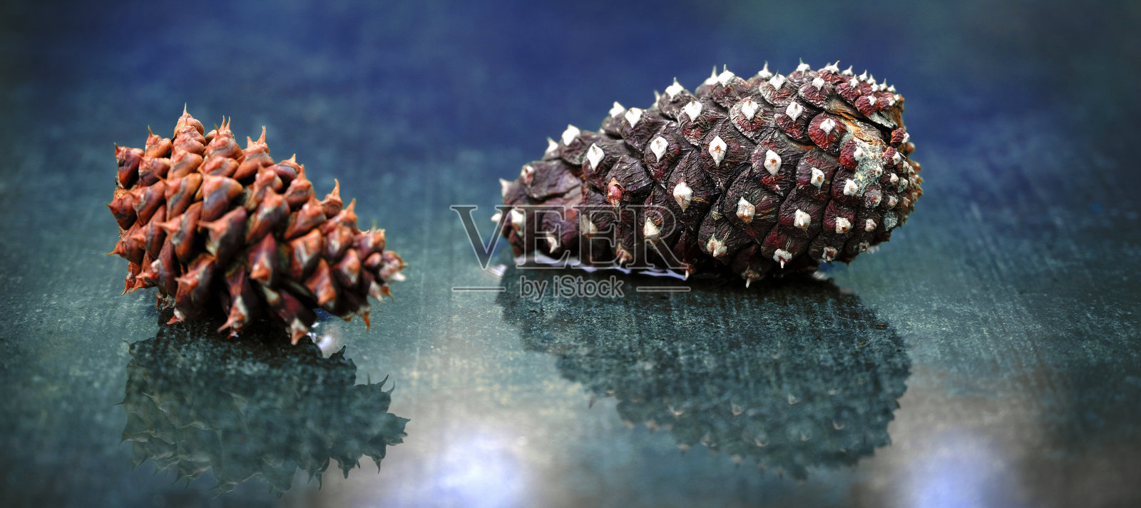 水中反射的湿性松果照片摄影图片