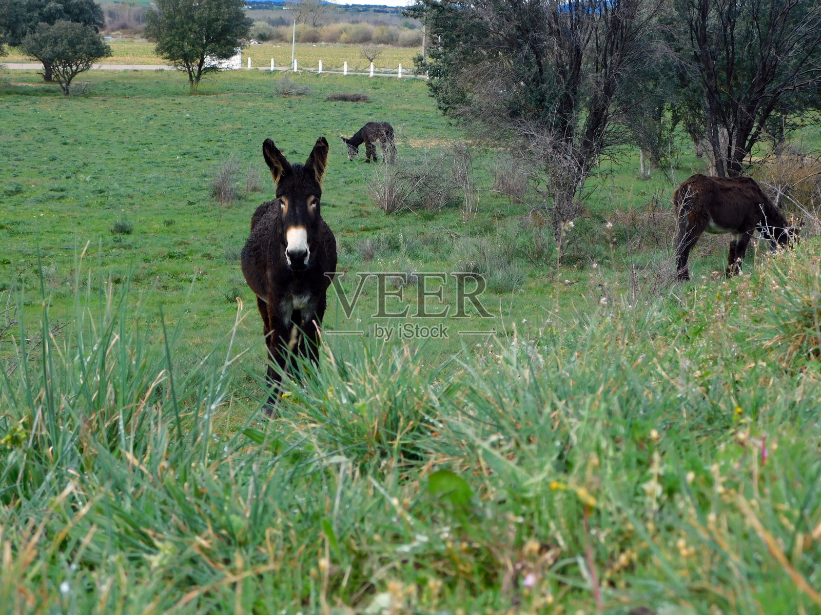 扎莫兰毛驴在乡村风景照片摄影图片