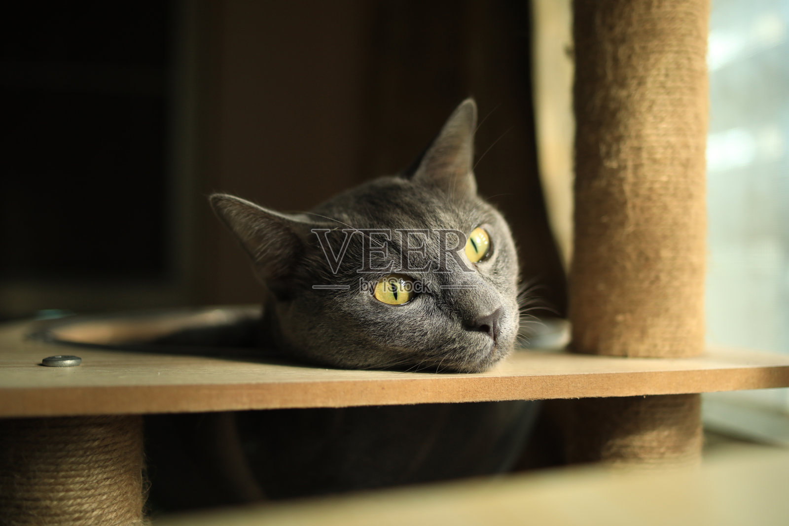 中国面条上面有烤鸭和饺子照片摄影图片