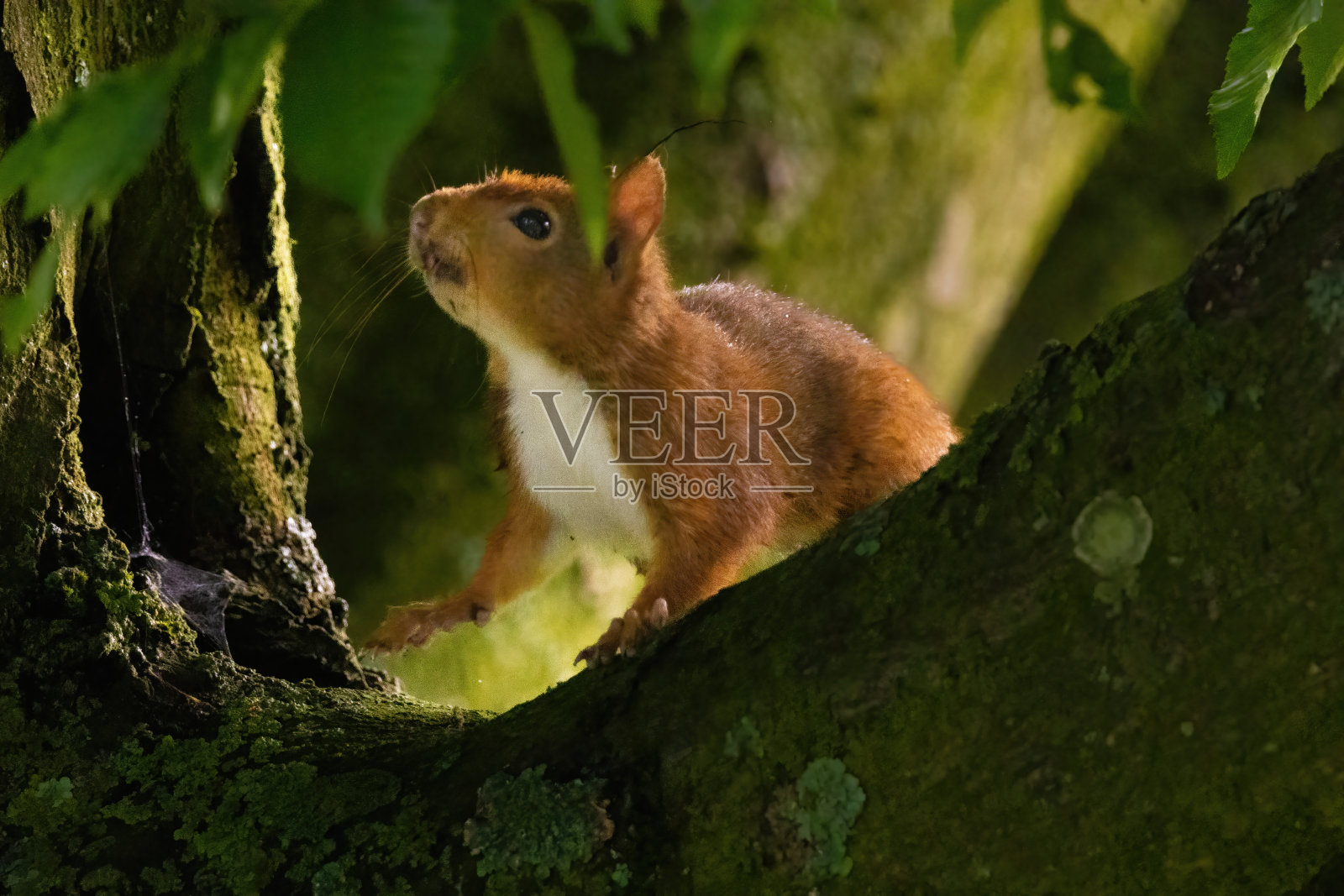 可爱的小松鼠肖像在树上的公园，野生动物照片摄影图片