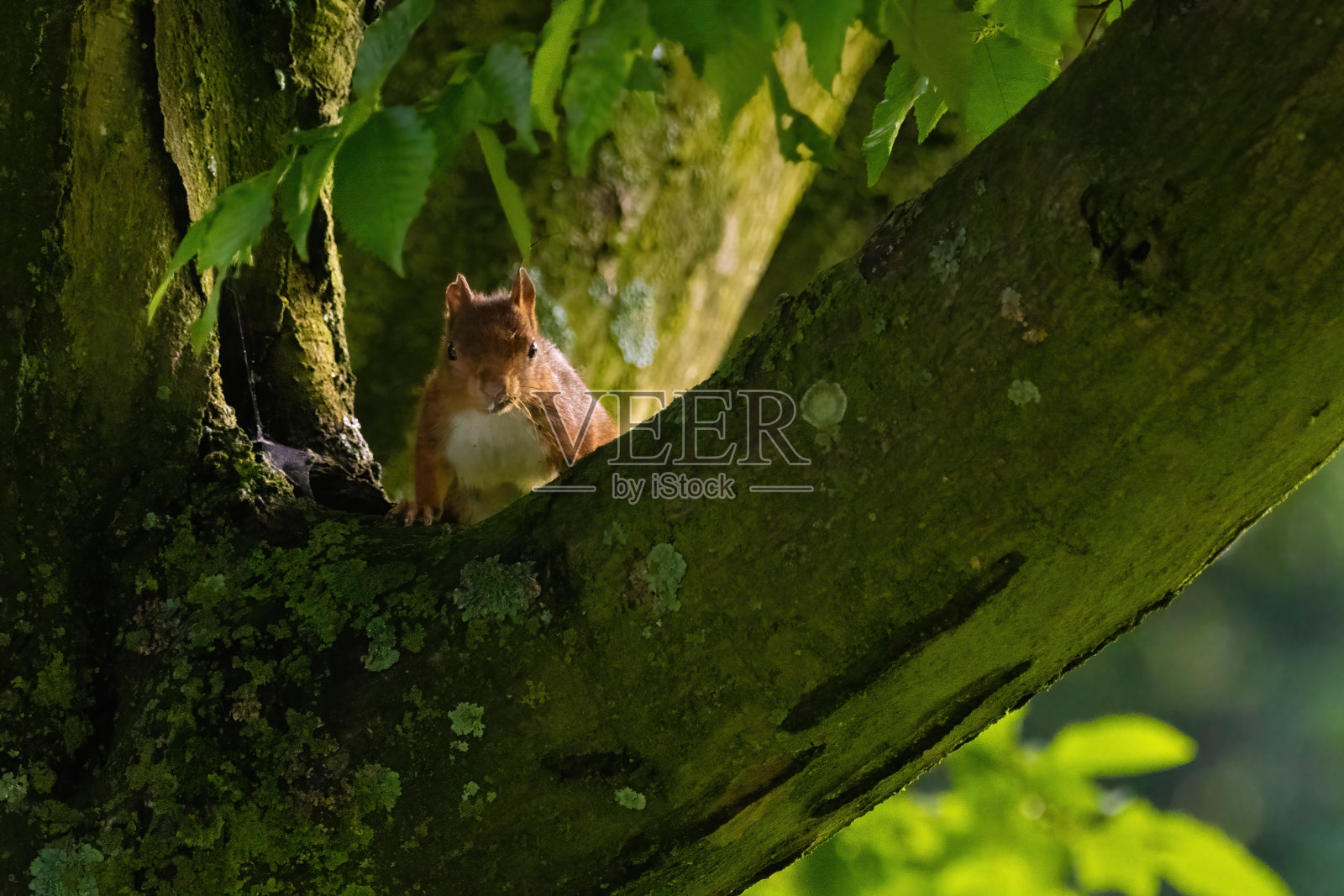 可爱的小松鼠肖像在树上的公园，野生动物照片摄影图片