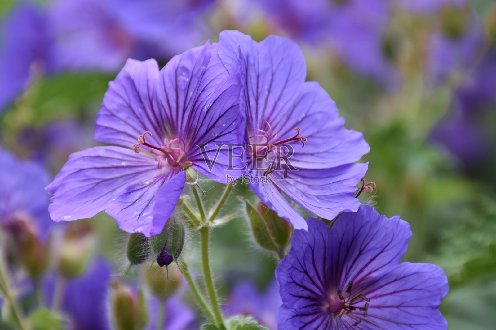 紫色的花在近景照片摄影图片