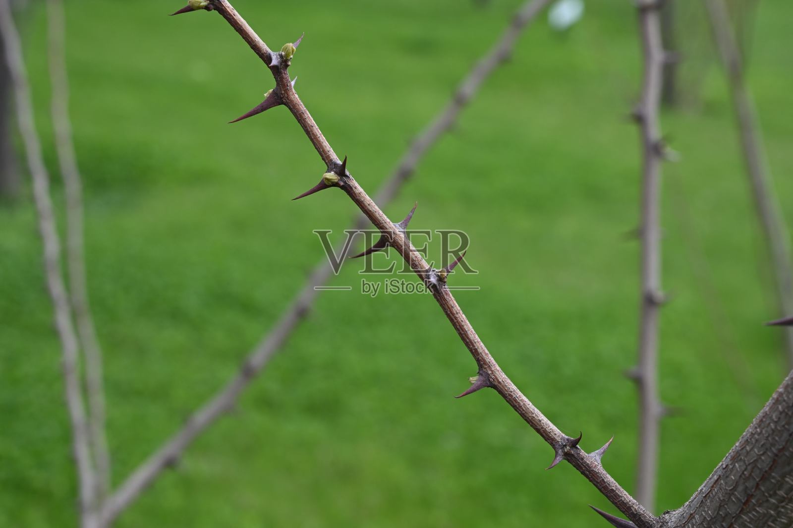 绿草衬托着长着大刺的树枝照片摄影图片