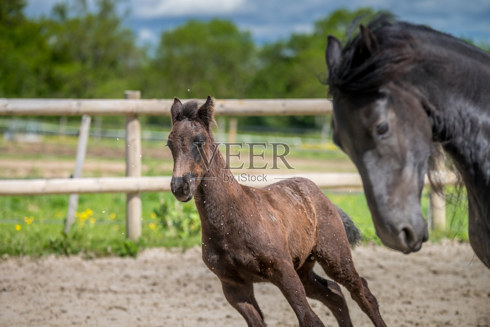 一匹小弗里斯马和他的马妈妈照片摄影图片