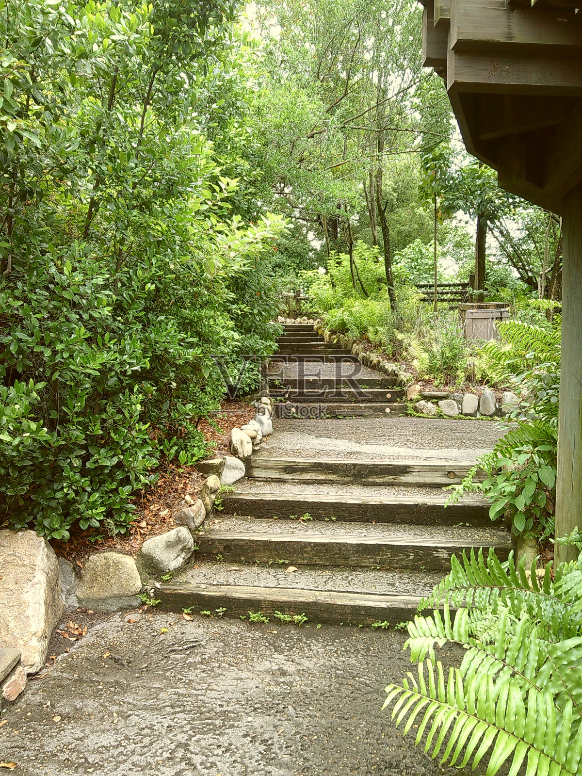 郁郁葱葱的绿色植物和树木在2024年春天的户外水边散步的穆迪电影照片照片摄影图片