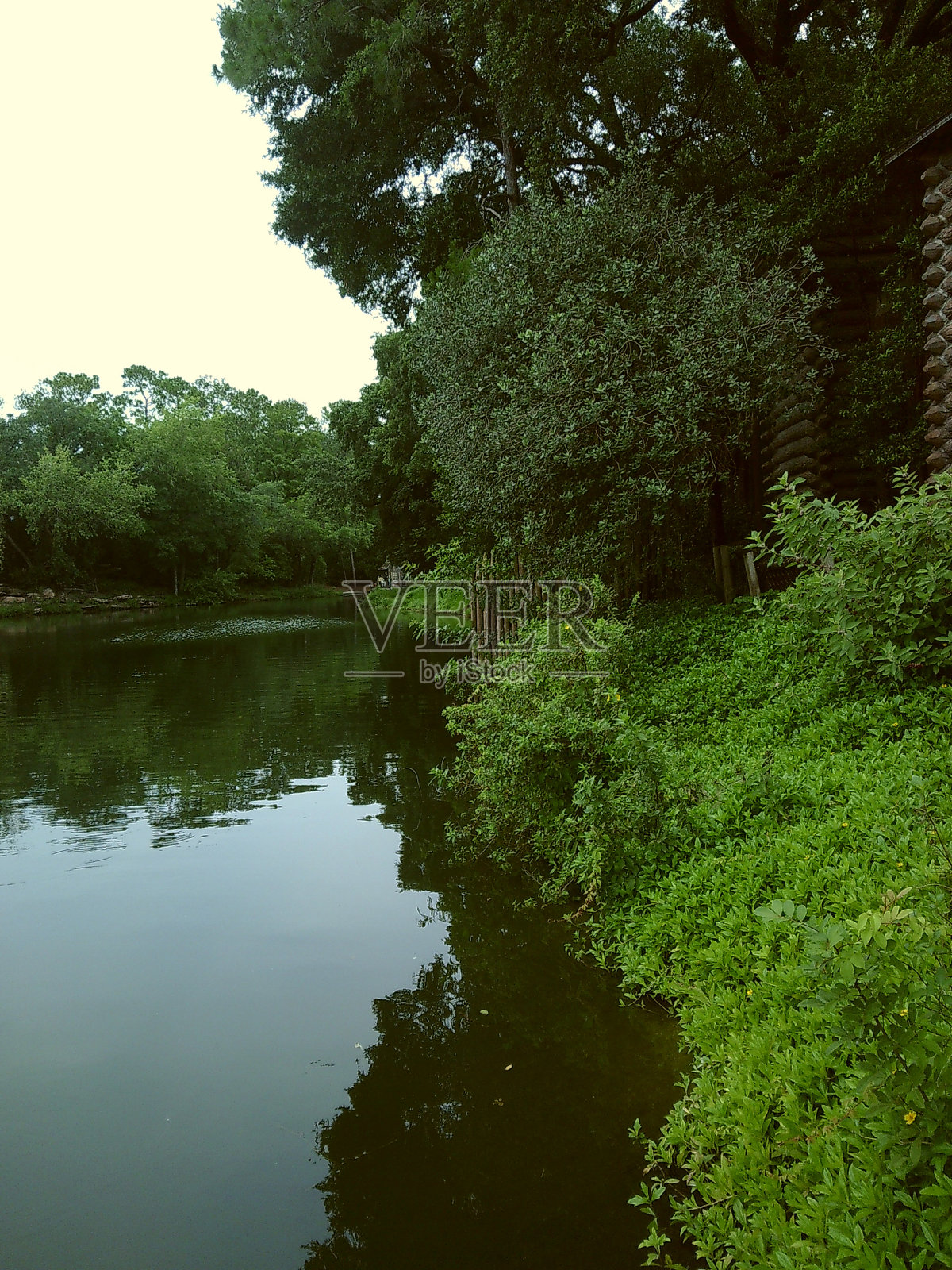 2024年春天，郁郁葱葱的绿色植物和树木在户外的穆迪电影照片照片摄影图片