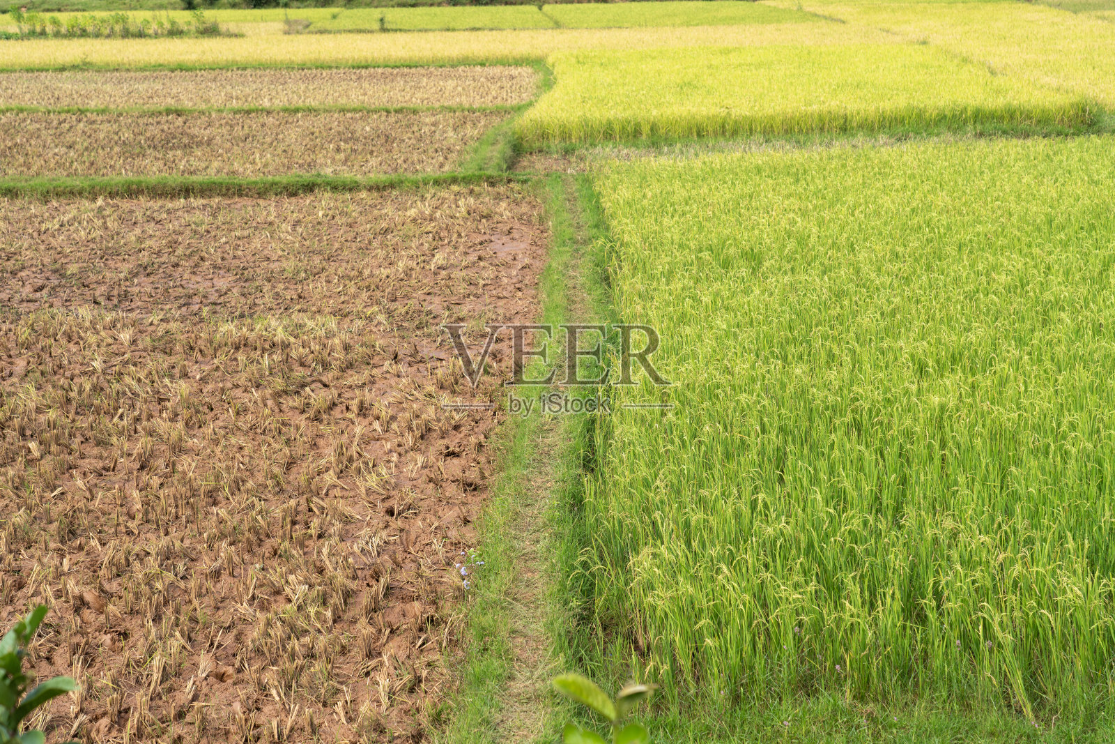 稻田，一部分成熟的水稻，一部分已经收获，马达加斯加照片摄影图片