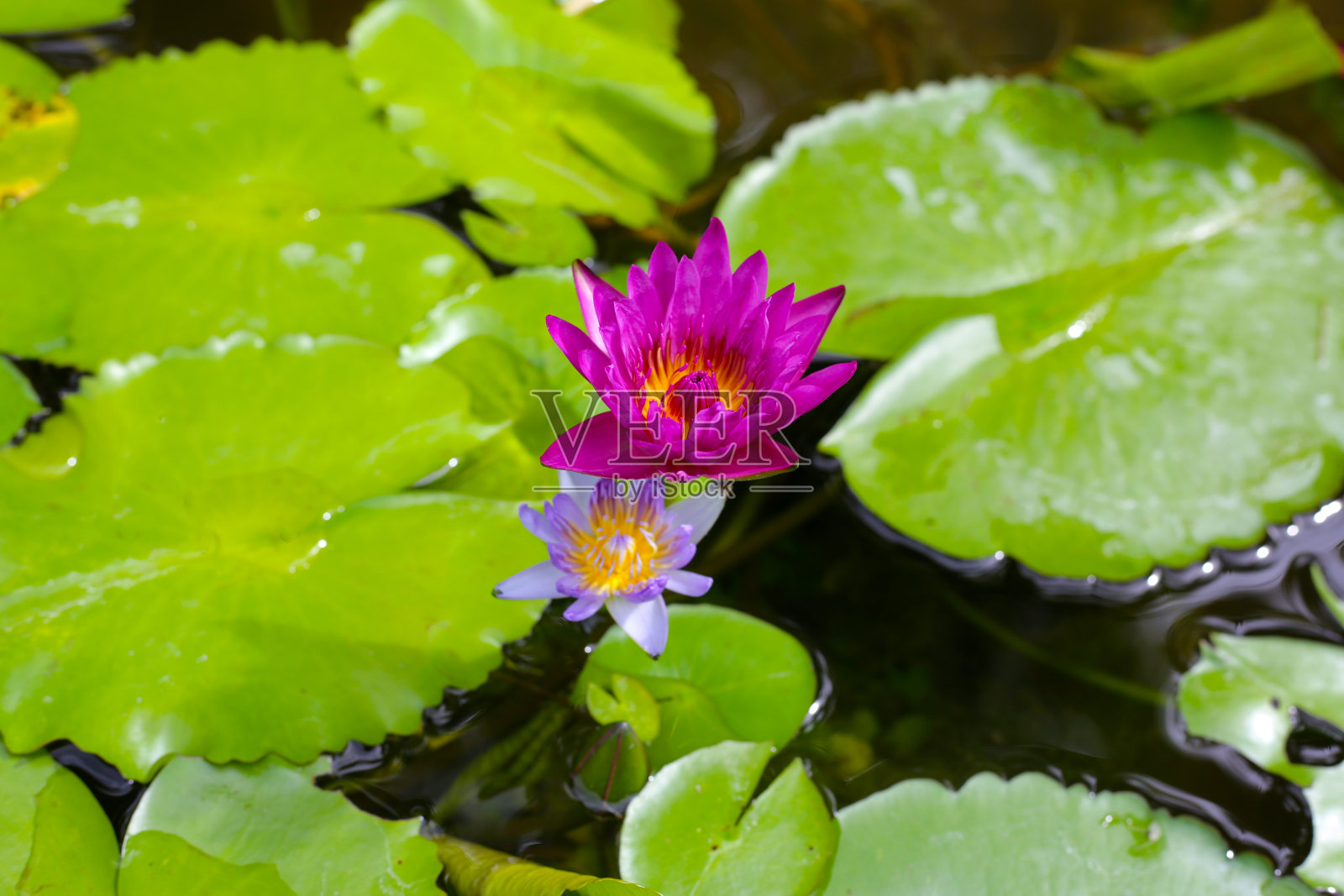 美丽的荷花和绿叶照片摄影图片