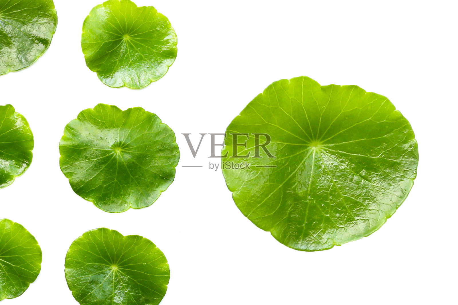 新鲜积雪草叶。Gotu kola草本植物照片摄影图片