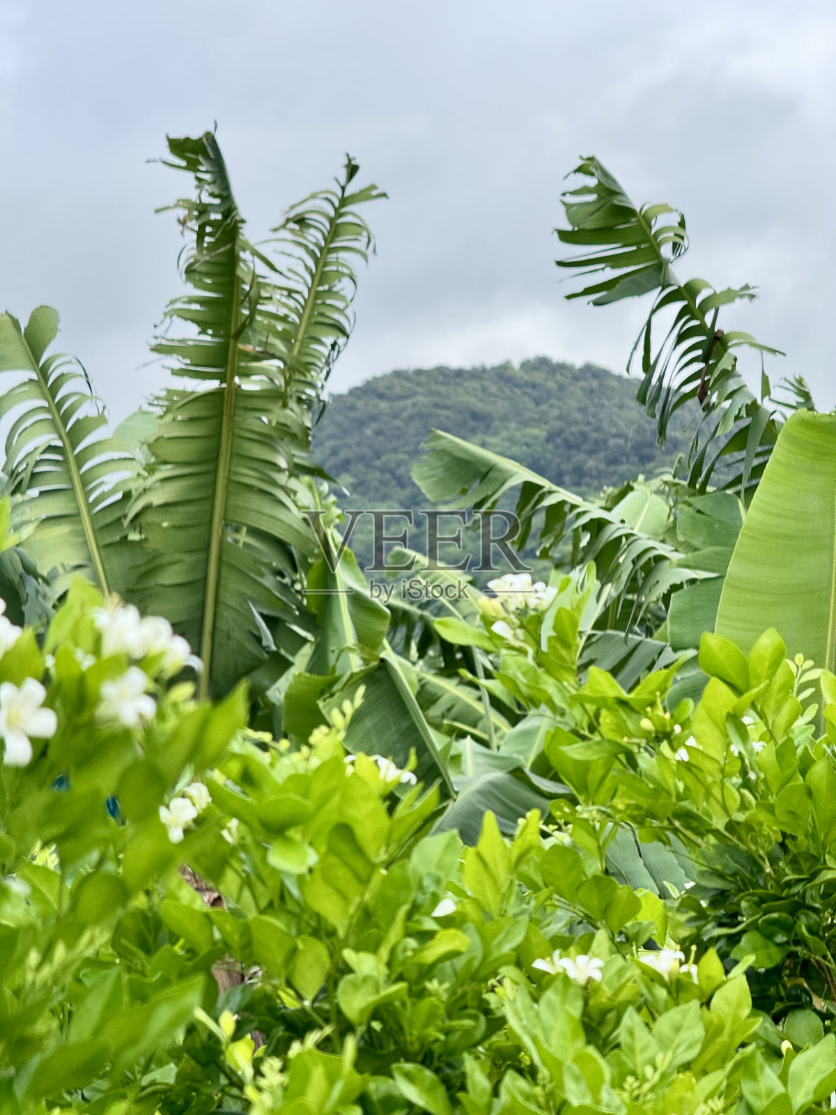 热带植物照片摄影图片