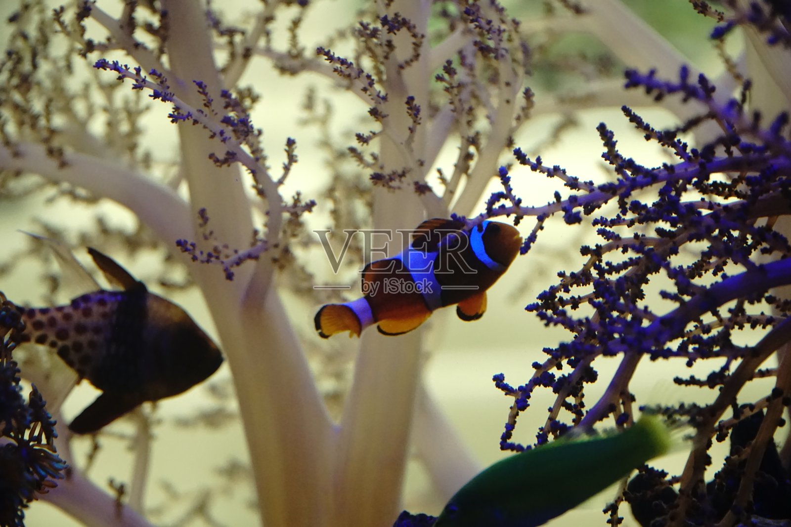 水族馆里的小尼莫鱼照片摄影图片