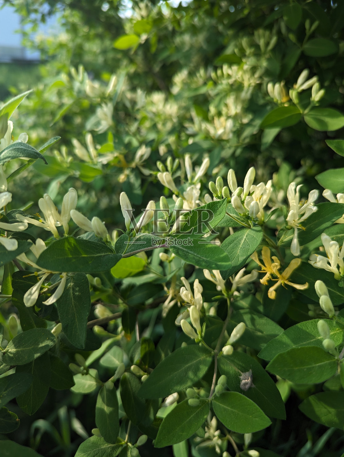 金银花2照片摄影图片