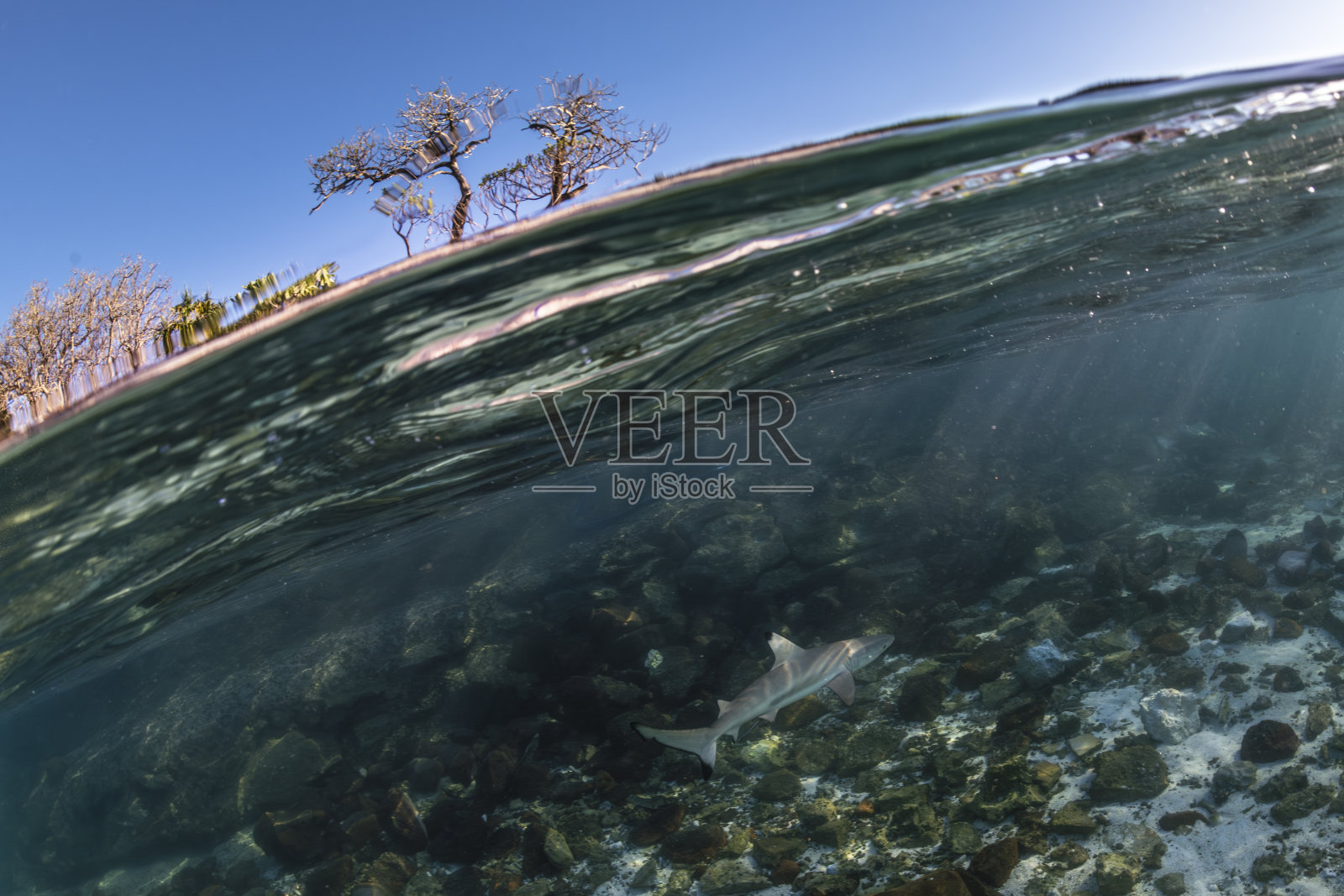 黑鳍礁鲨照片摄影图片