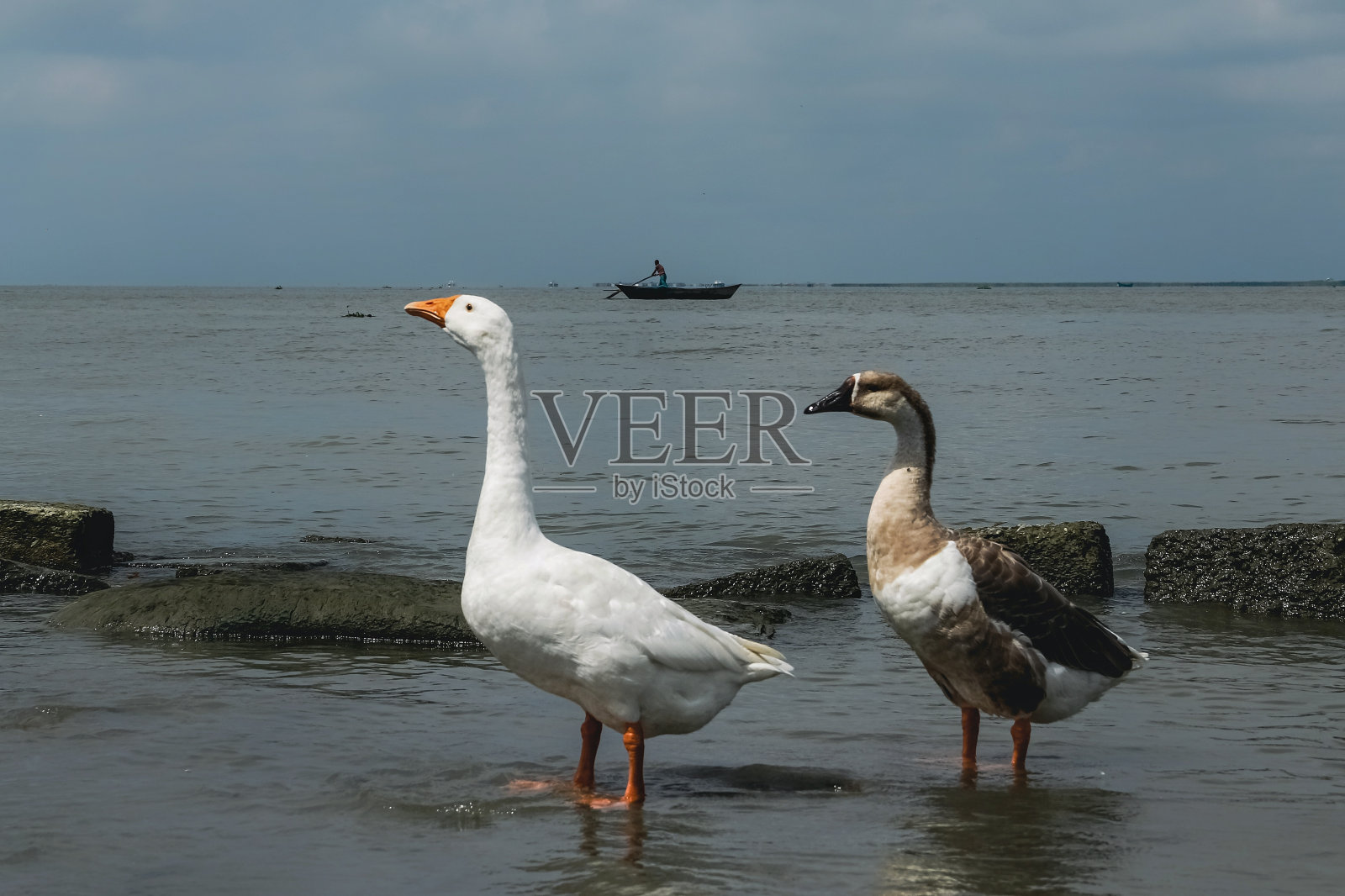 鸭子和船照片摄影图片