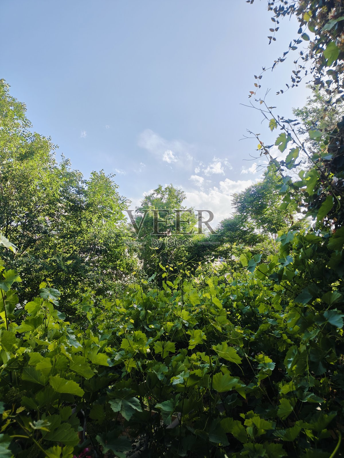 自然照片摄影图片