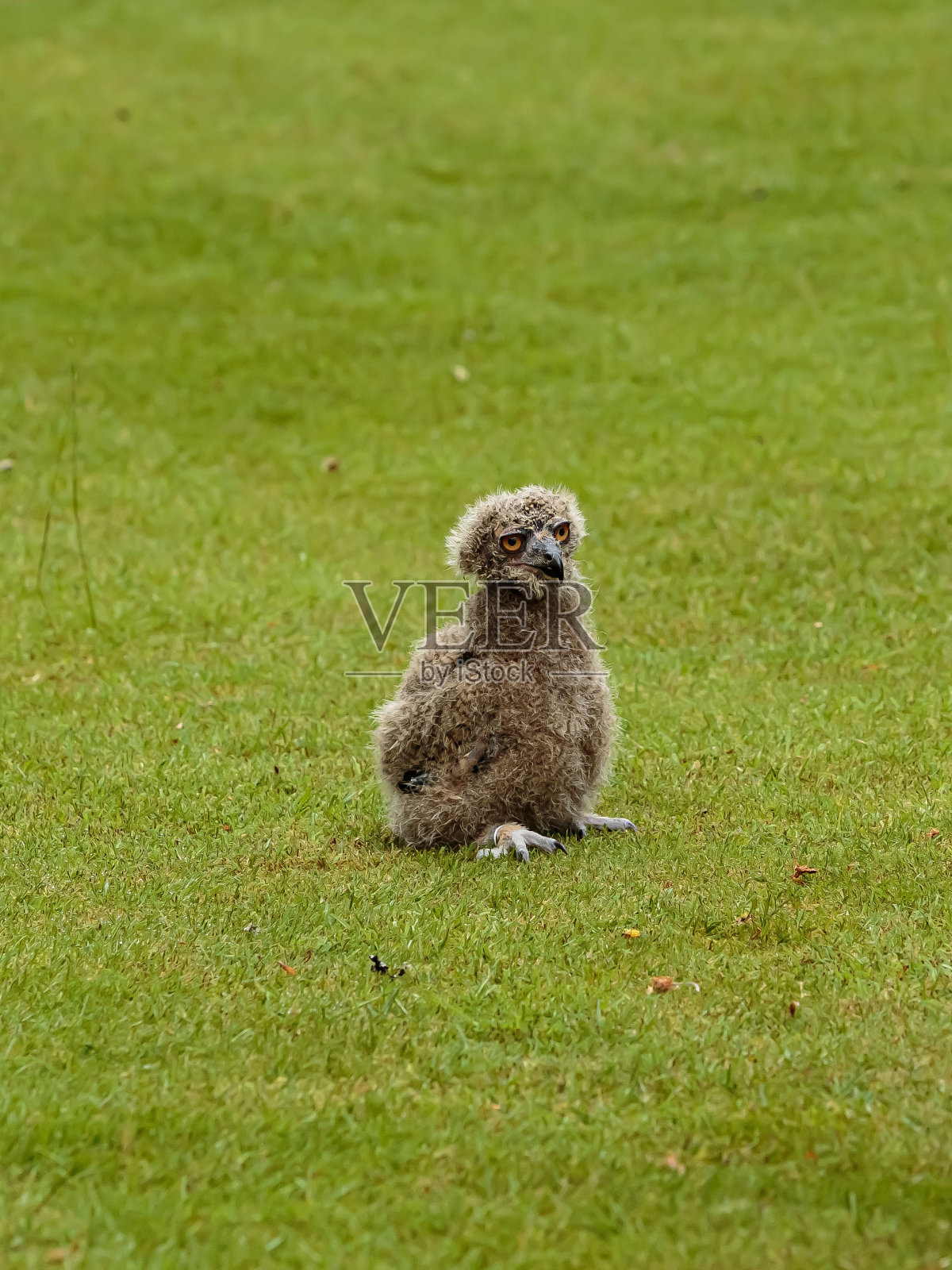 伸展脖子的猫头鹰。照片摄影图片
