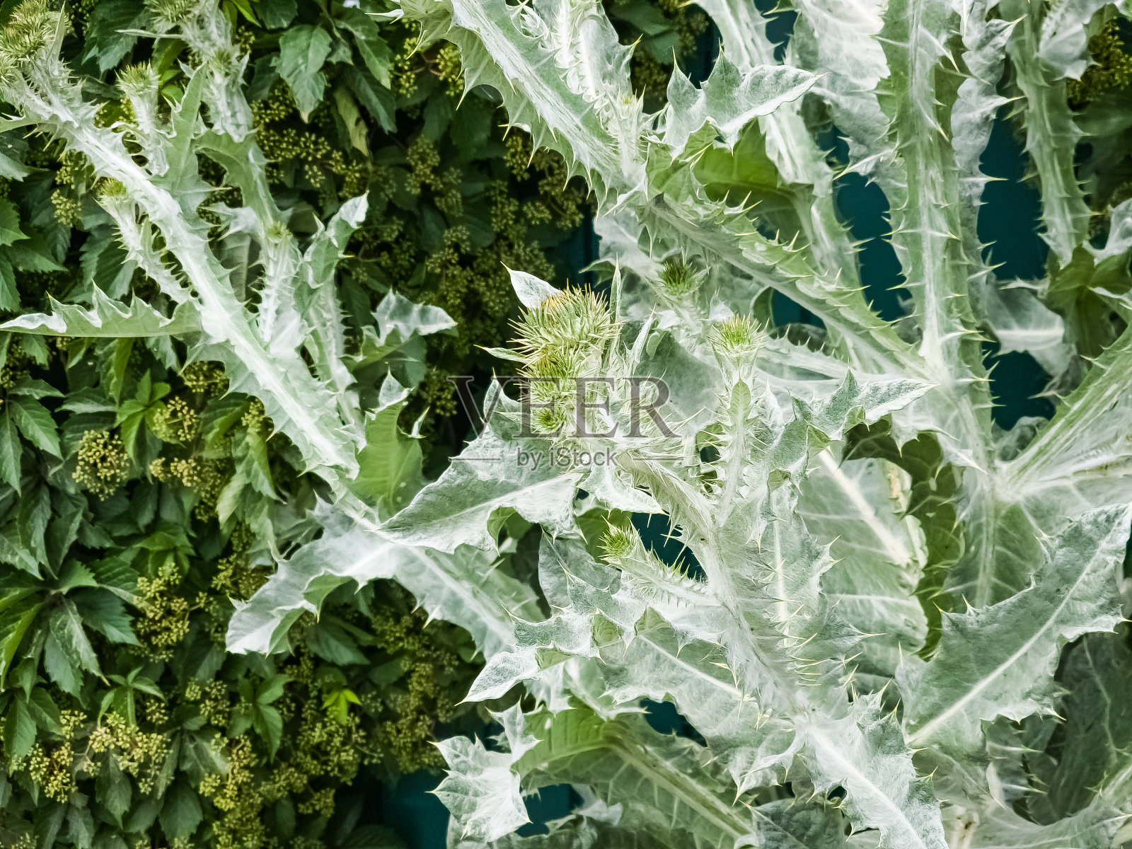 棘刺草，俗称蓟，是一种菊科植物。用于治疗各种癌症照片摄影图片