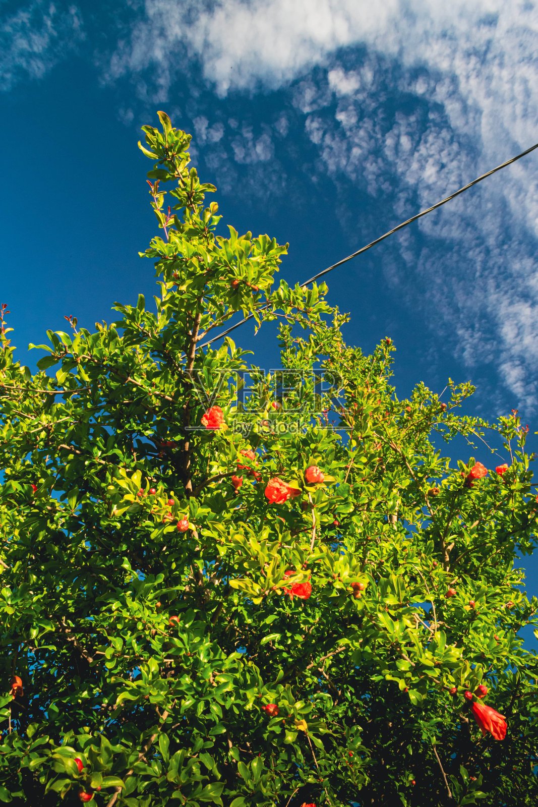 自然集合照片摄影图片