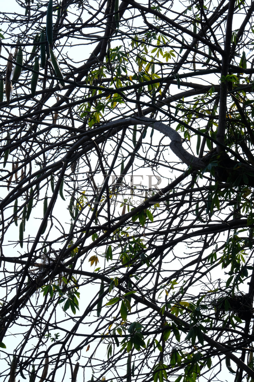 绿色公园里树的影子照片摄影图片