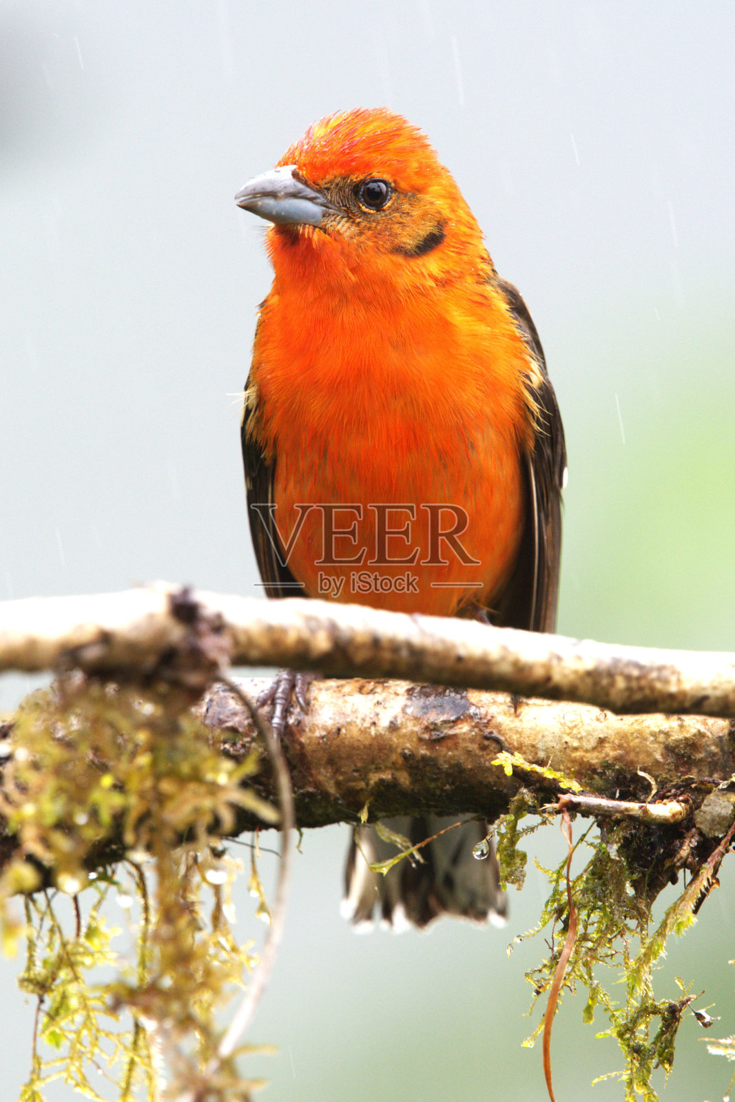 变得烈焰直冒唐纳雀照片摄影图片