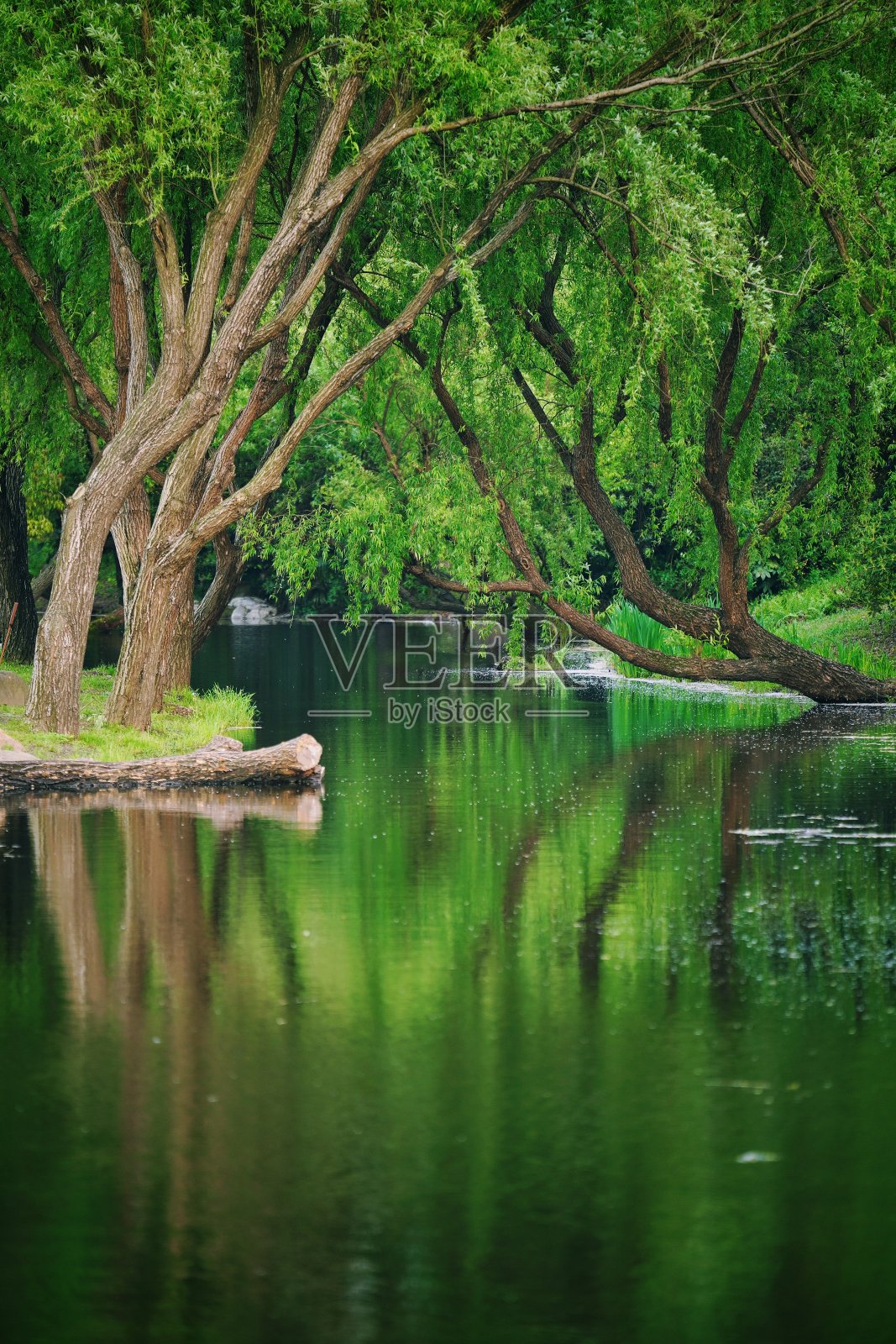 滨江公园的春天照片摄影图片