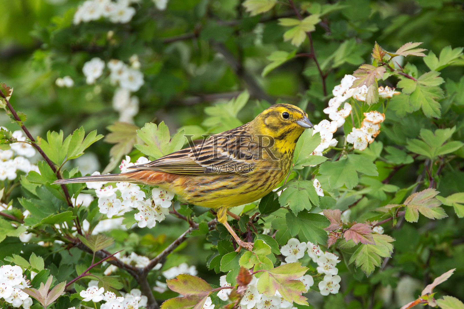 山楂灌木上的雄性黄蛉照片摄影图片