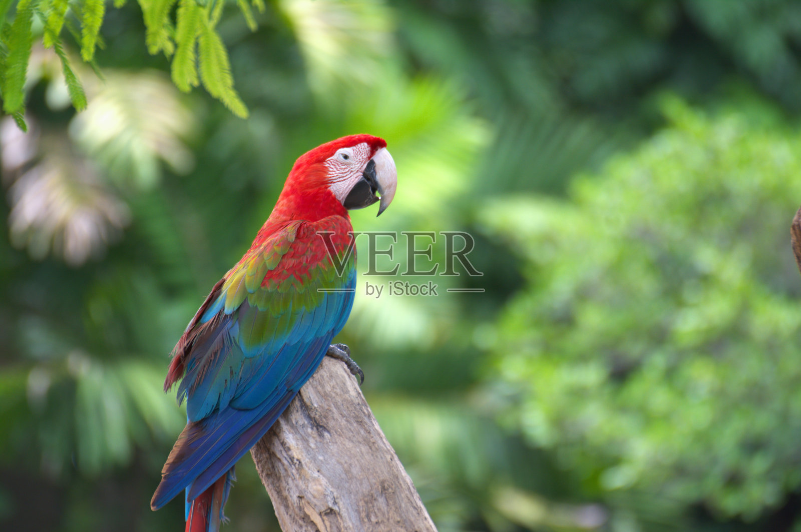 栖息在树枝上的红色马可鹦鹉独自生活。照片摄影图片