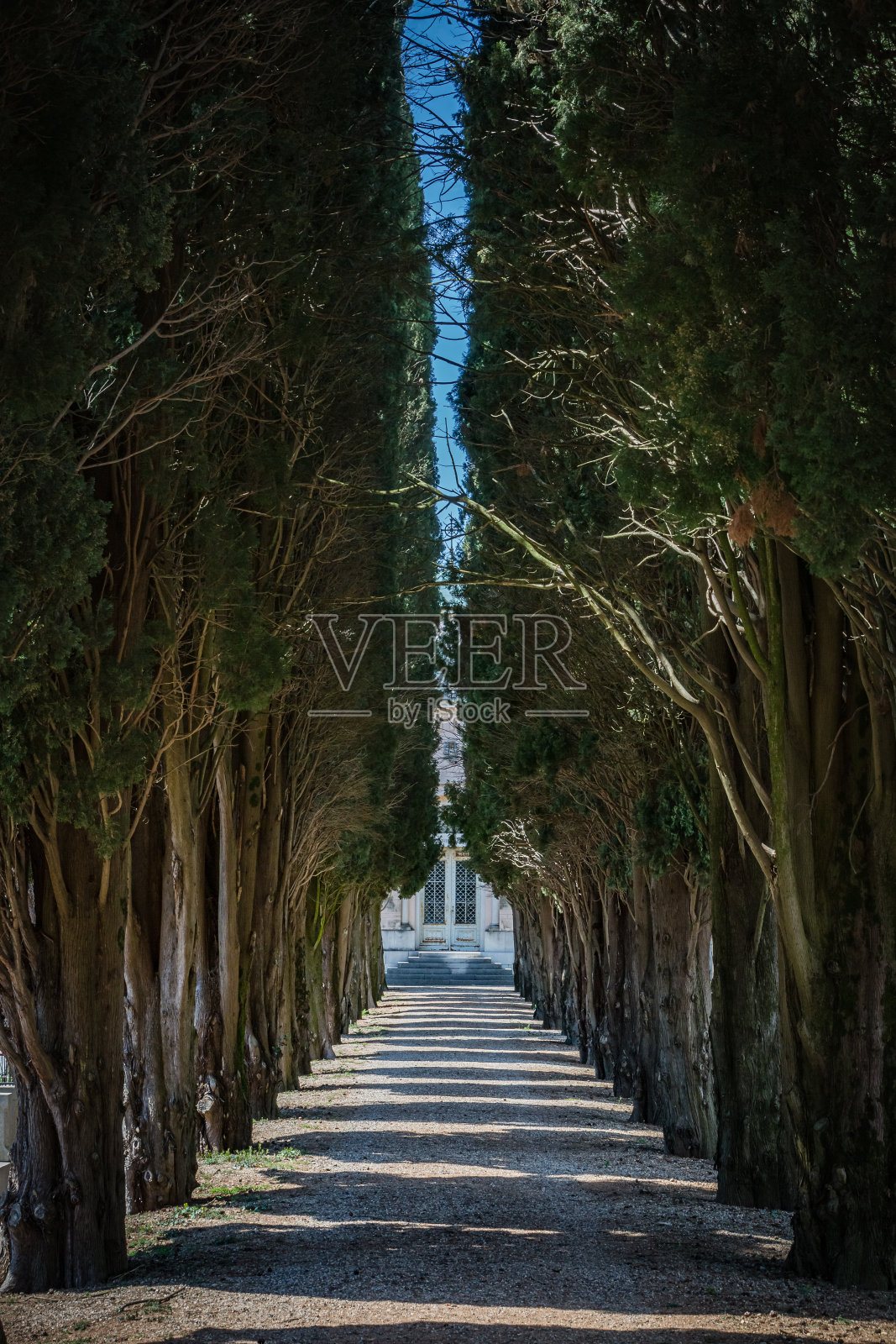 像隧道一样的树大道，春天穿过公园的树小径照片摄影图片