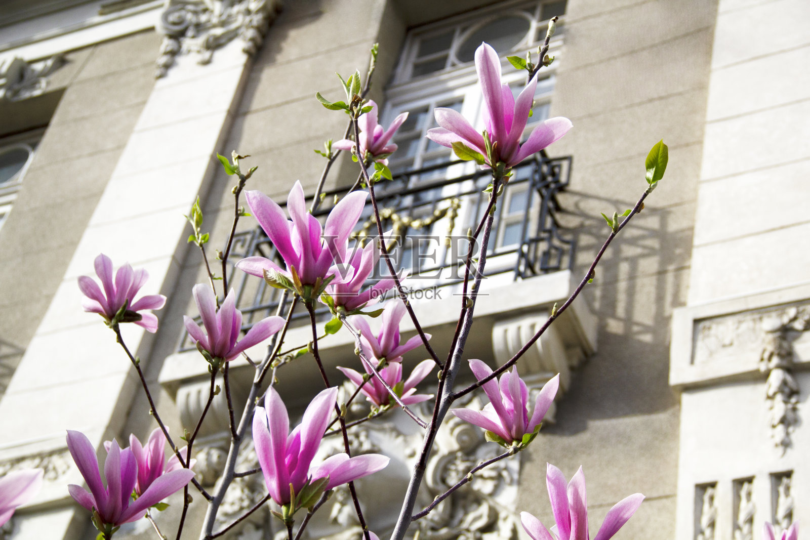 春天粉色玉兰树盛开古典建筑背景罗马尼亚布加勒斯特欧盟照片摄影图片