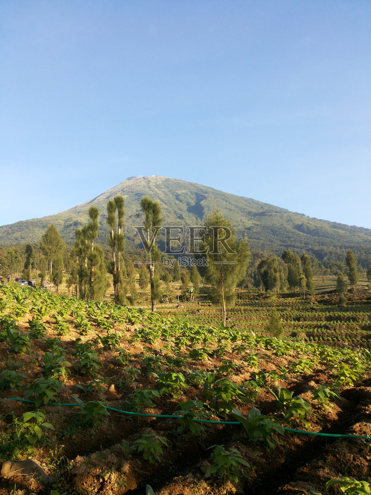烟草或香烟或烟包照片摄影图片