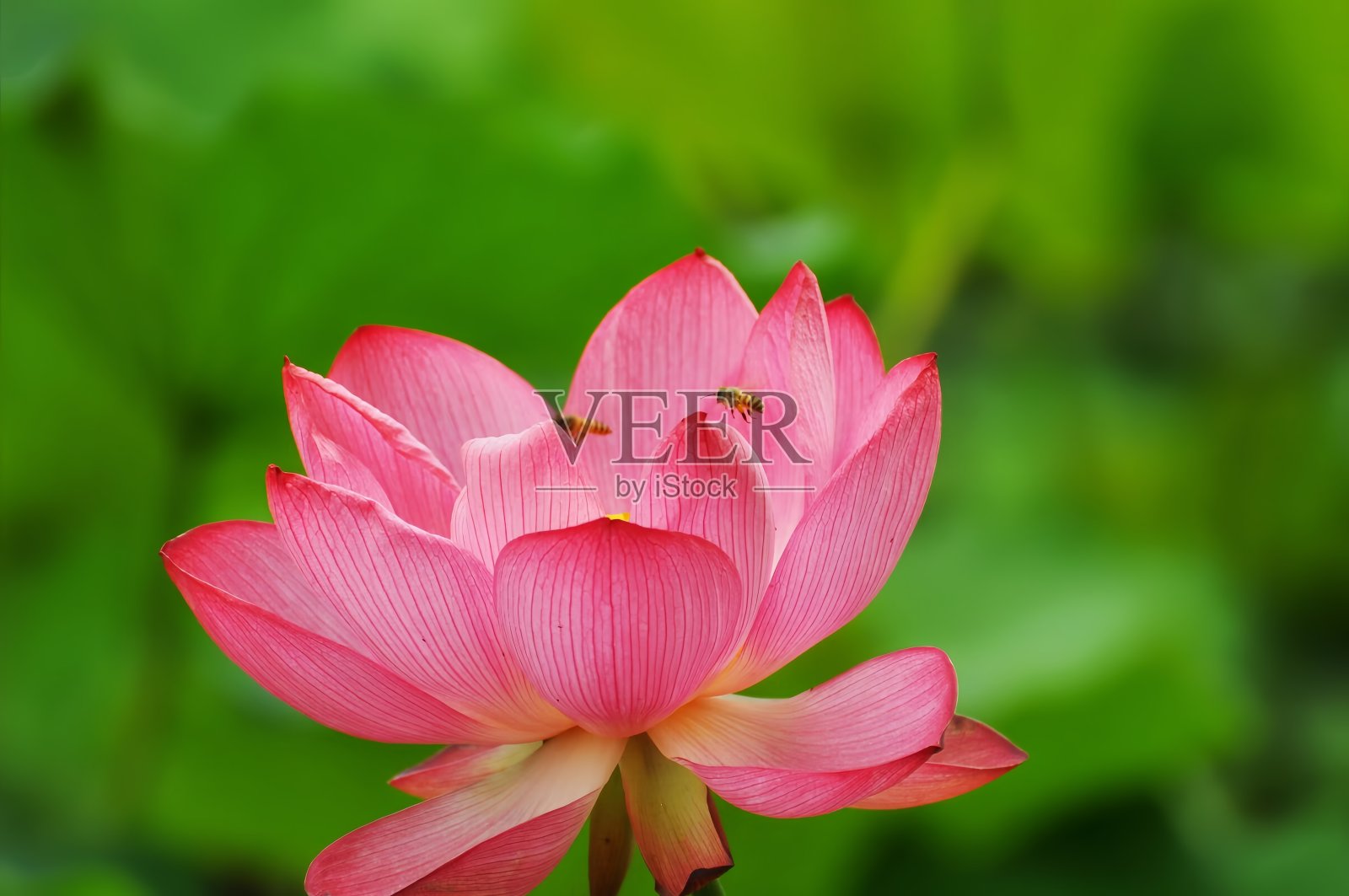 夏日荷塘美人照片摄影图片