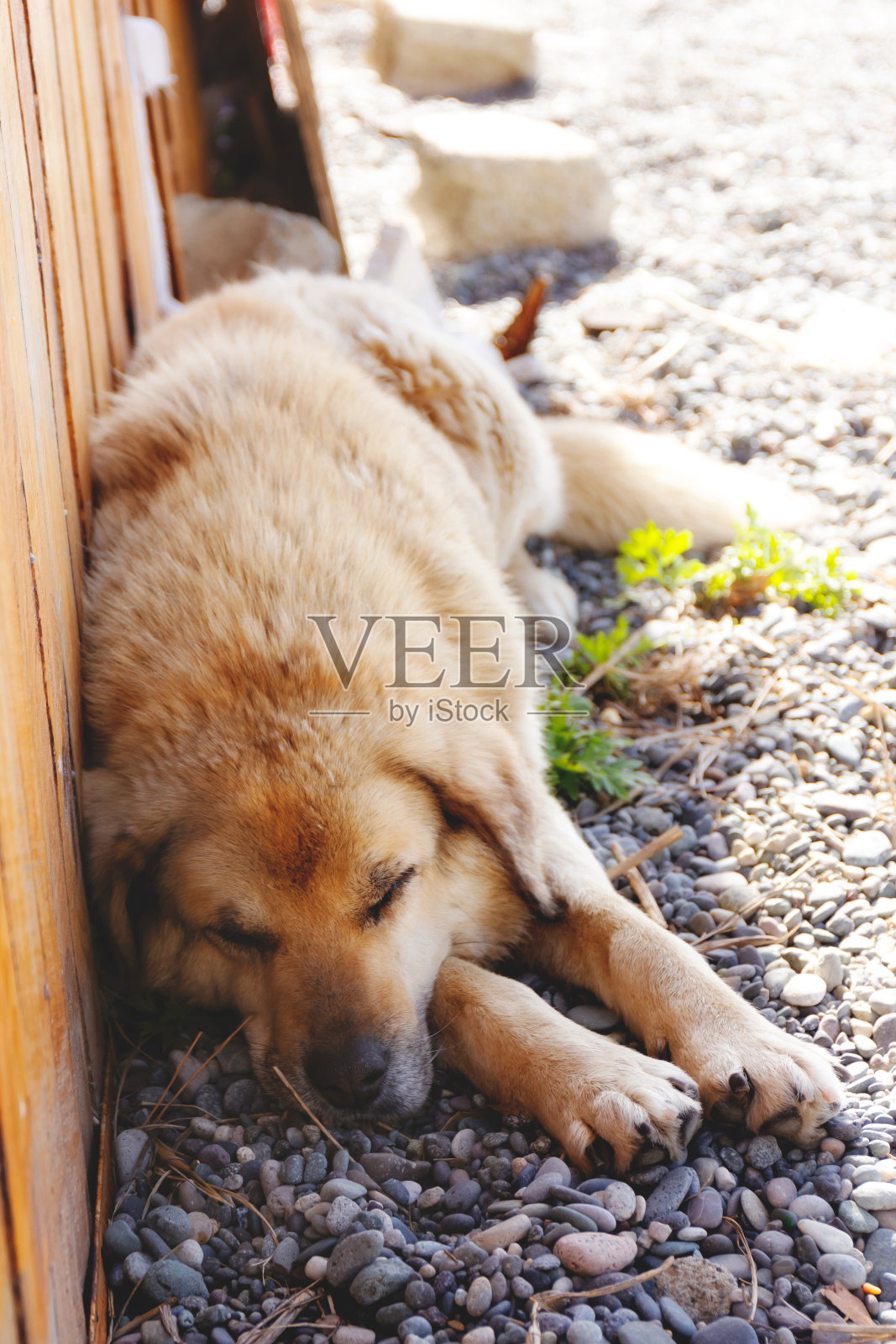 米色杂种狗睡在地上。照片摄影图片