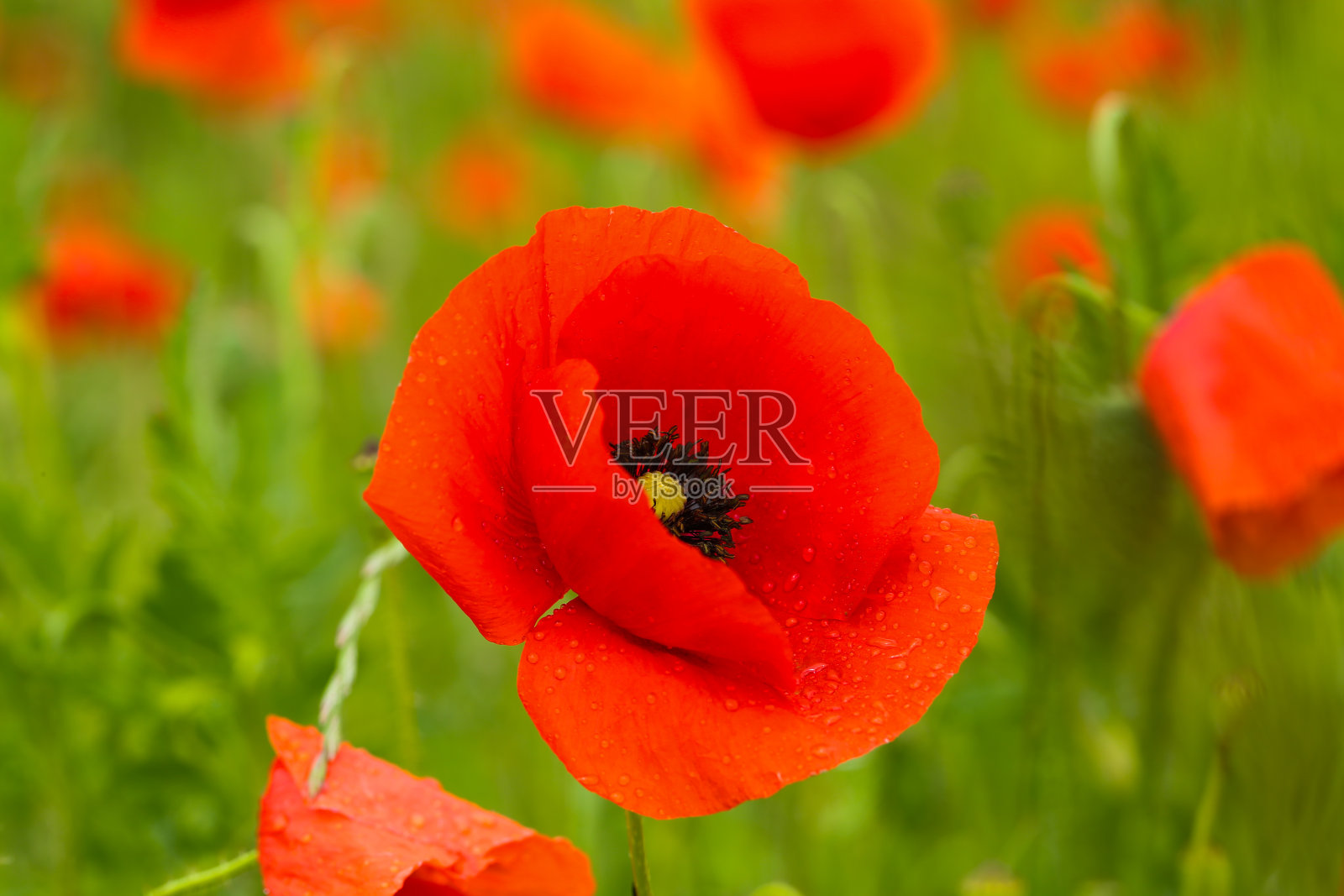 田野里的红罂粟，夏天的罂粟，罂粟花照片摄影图片