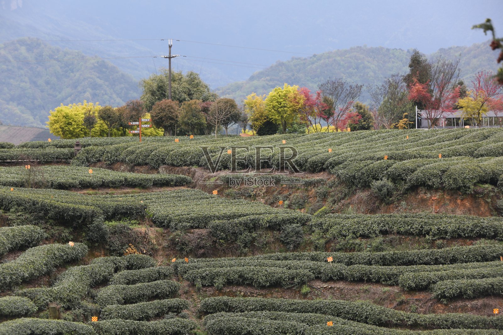 茶园风光照片摄影图片