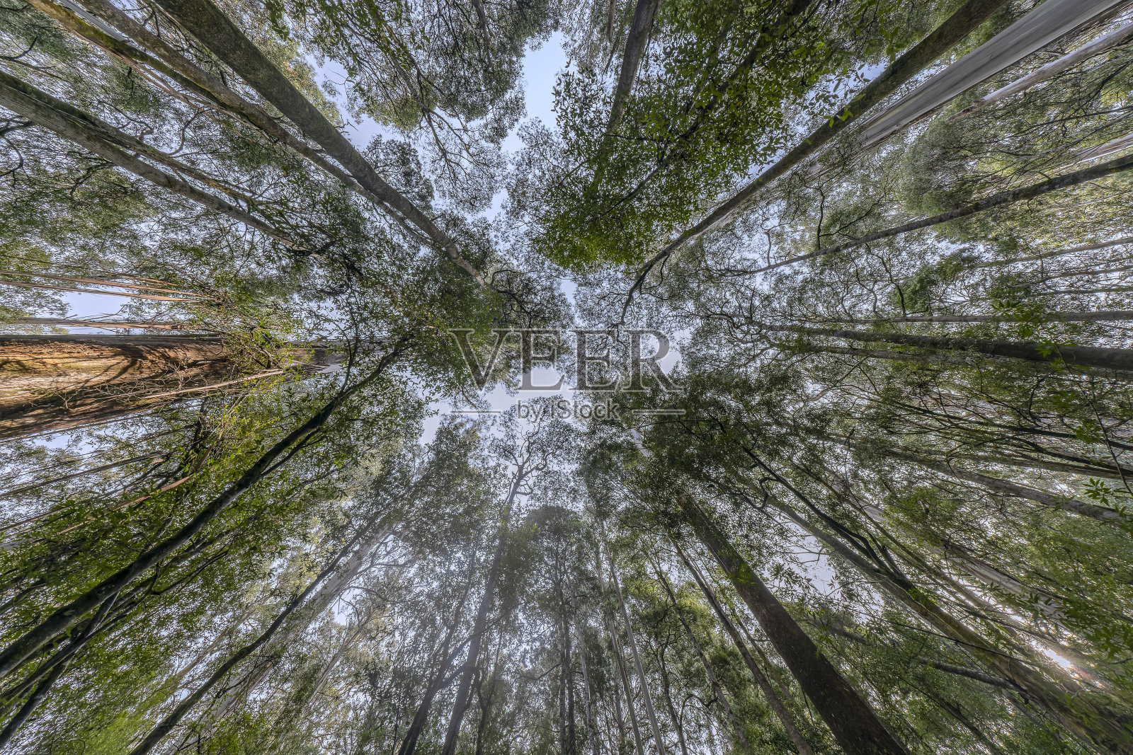 塔斯马尼亚州菲尔德山国家公园的高大树木步道上的高大树木照片摄影图片