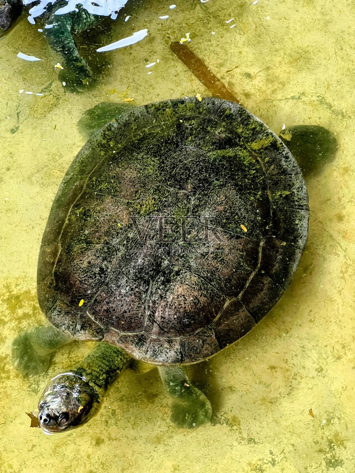 一只乌龟拿着棍子在池塘里游泳的照片。照片摄影图片