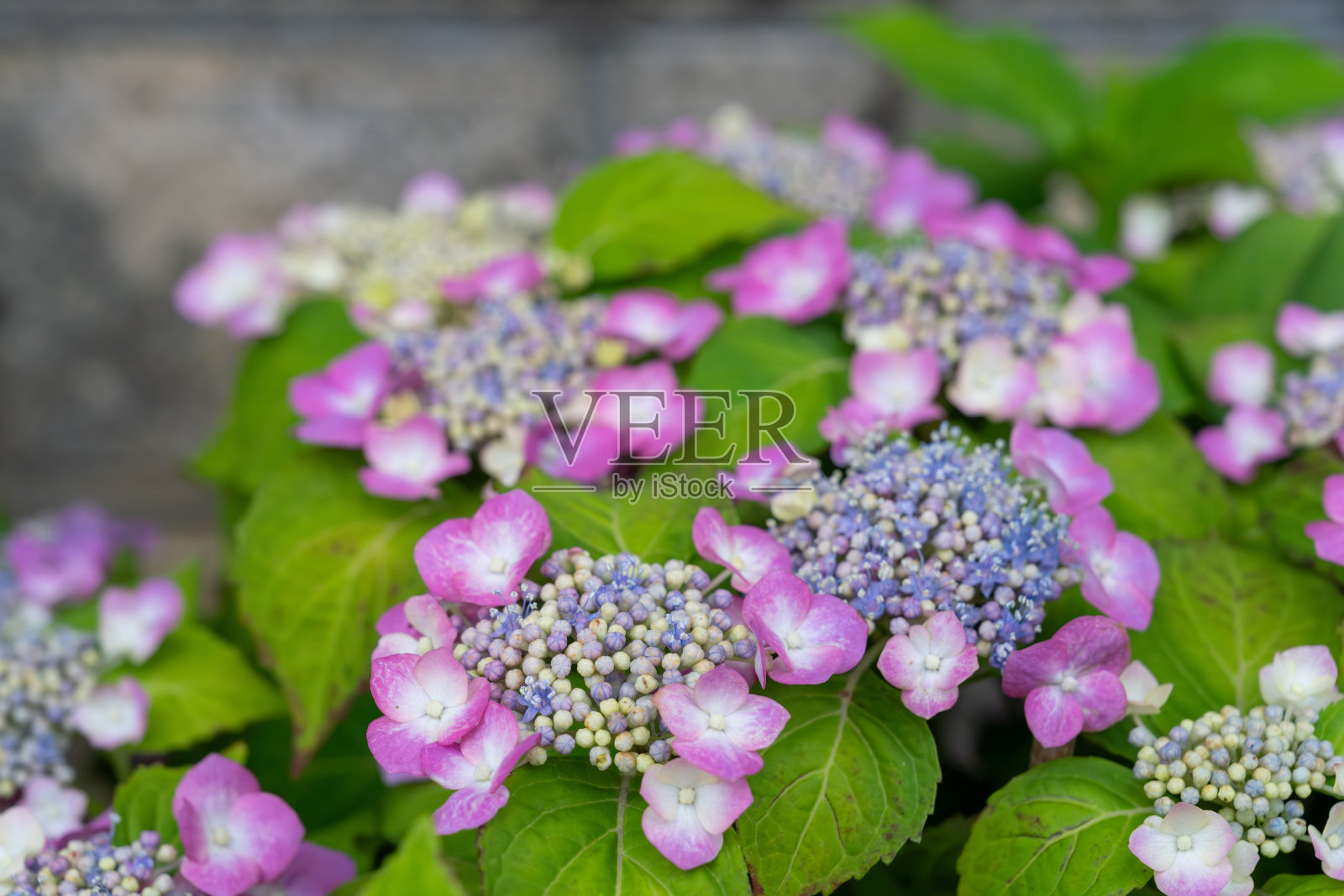 锯齿绣球花照片摄影图片