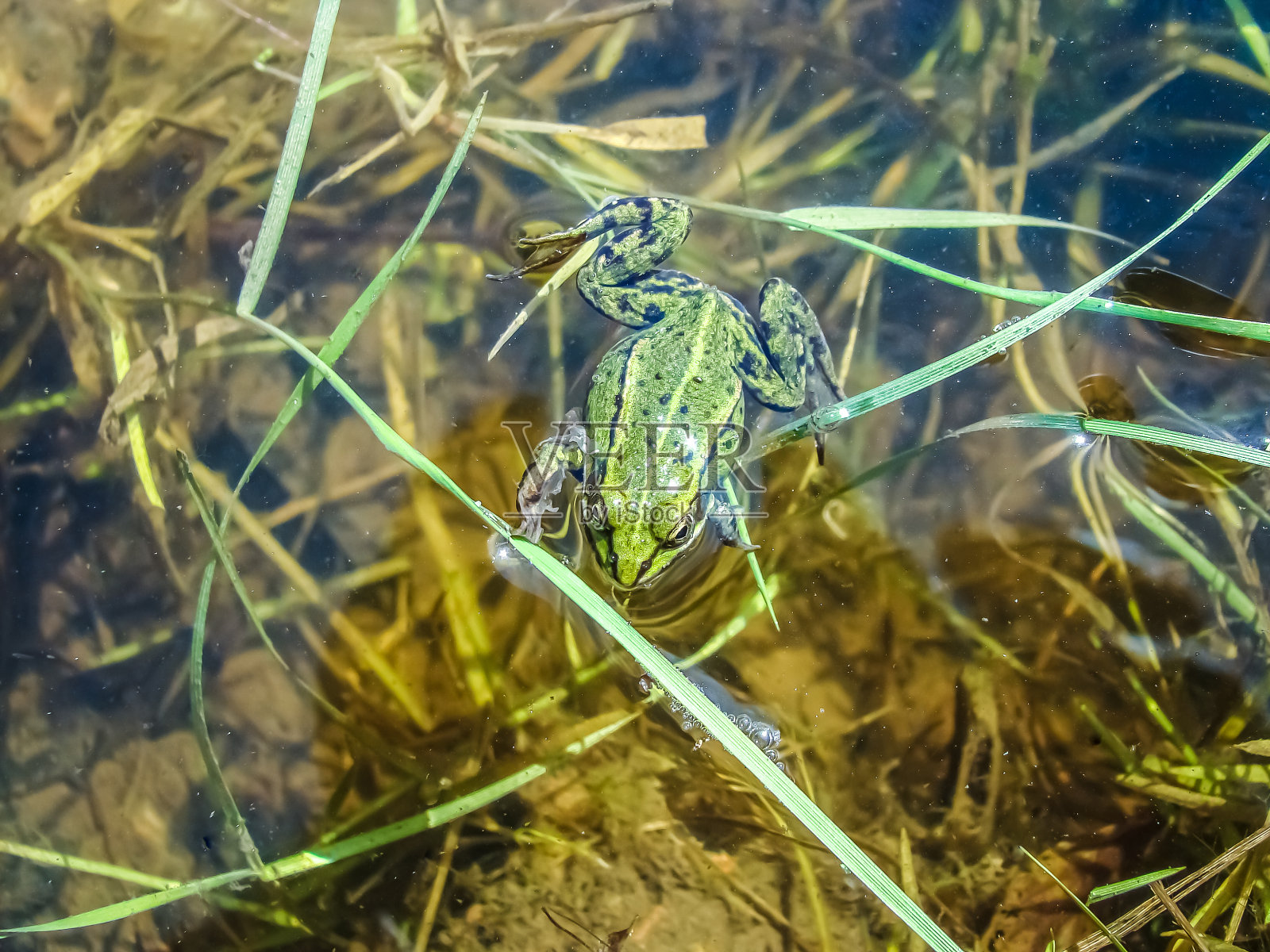 一只绿色河蛙的特写。照片摄影图片