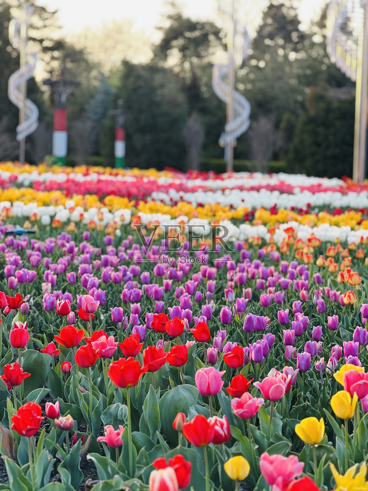 花照片摄影图片
