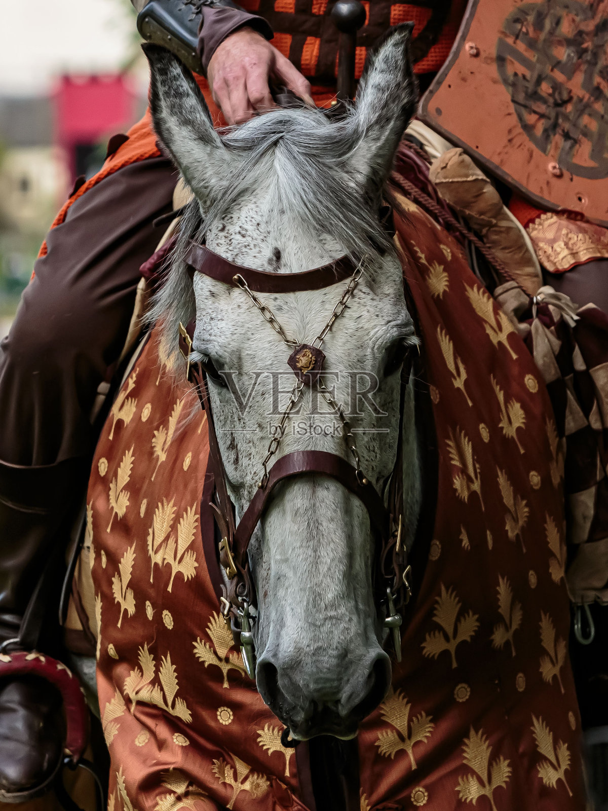 帕洛米诺比武马。照片摄影图片