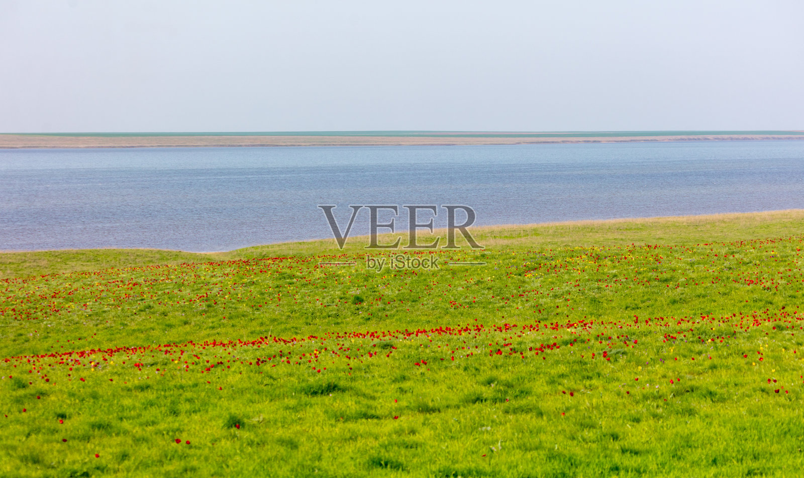春天，湖边草原上盛开着红色郁金香的田野照片摄影图片