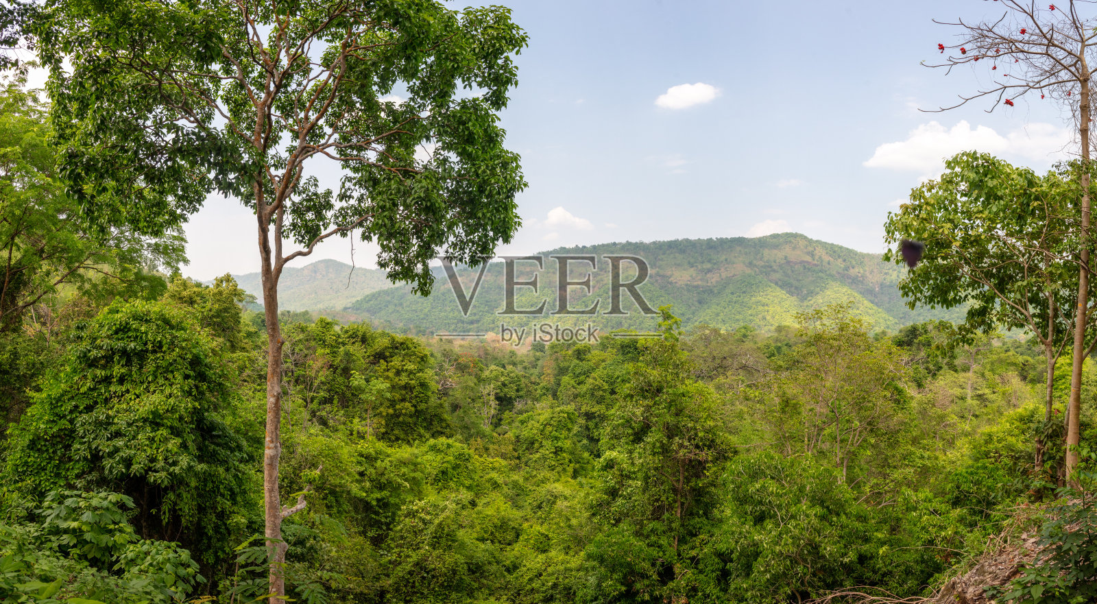 热带公园里的绿树作为背景照片摄影图片