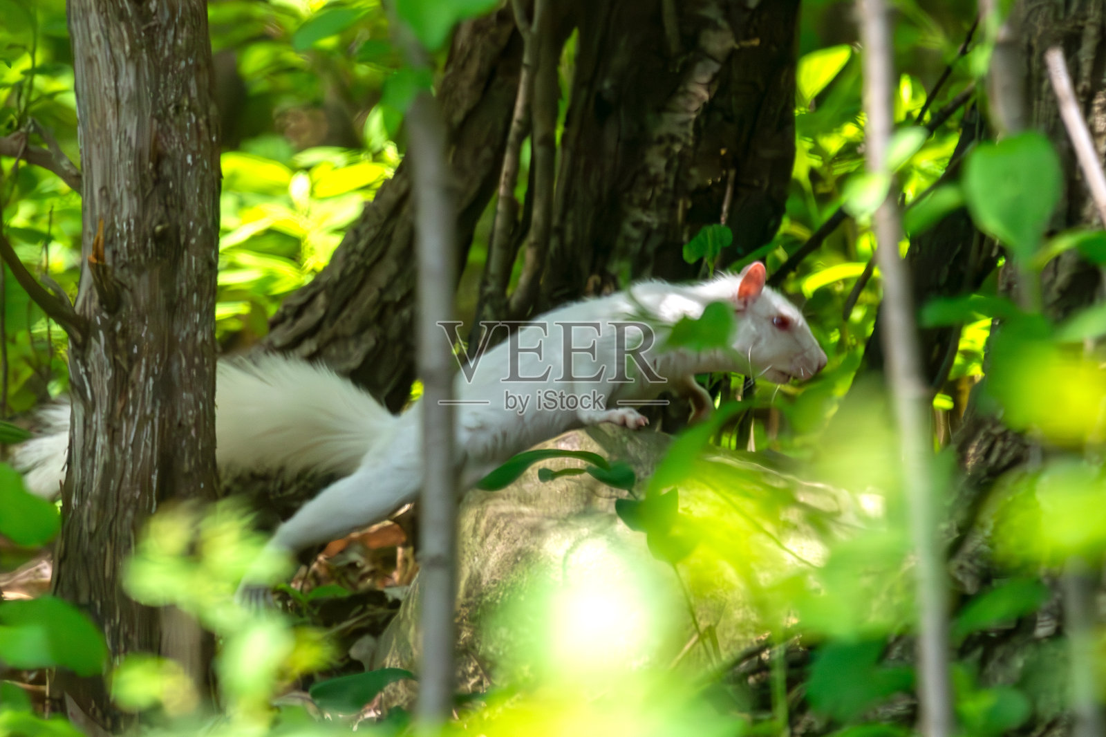 一只白化的美国灰松鼠在森林地面上工作。这种特殊的动物似乎在地上比在树上更舒服。照片摄影图片