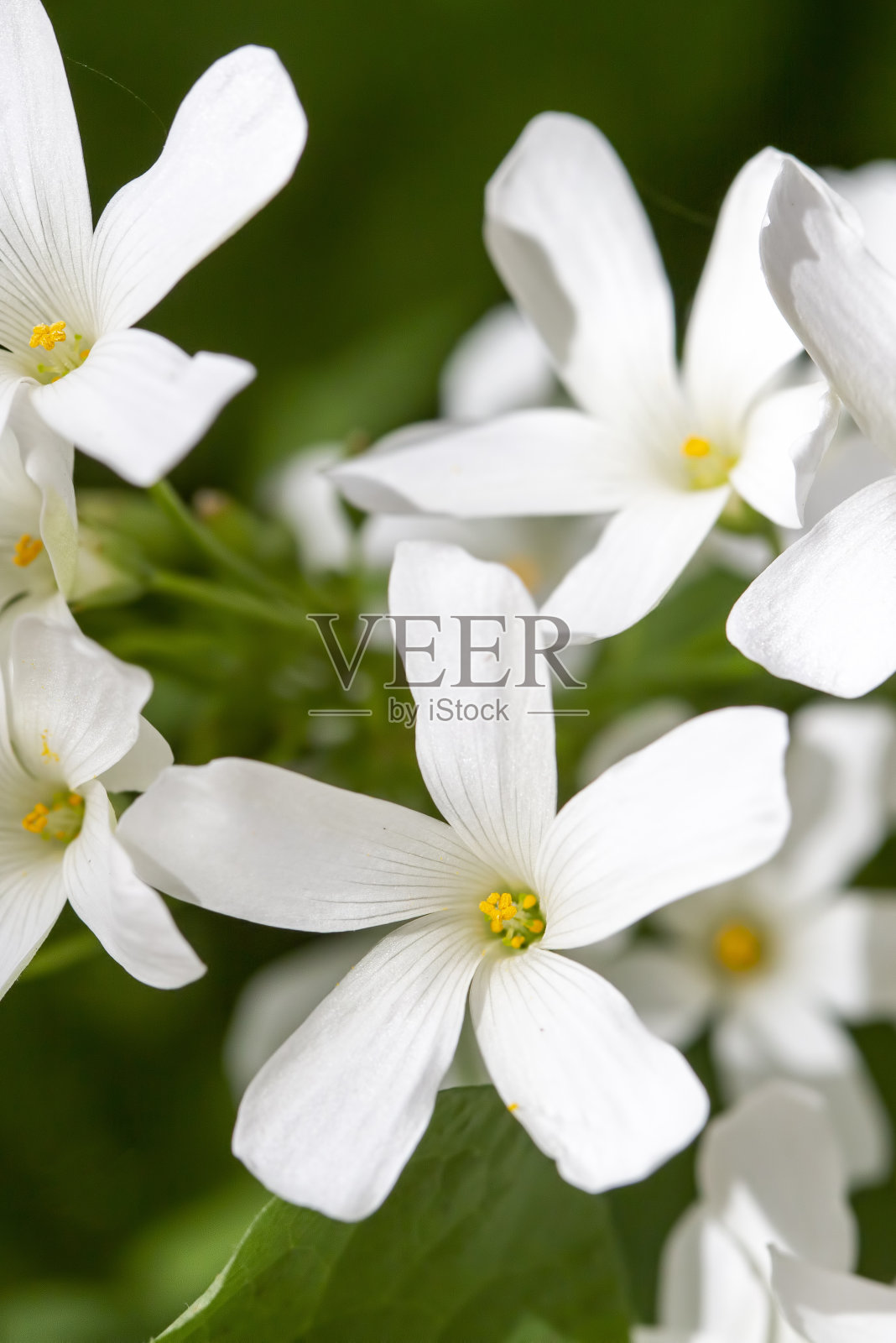 白草葵属植物照片摄影图片