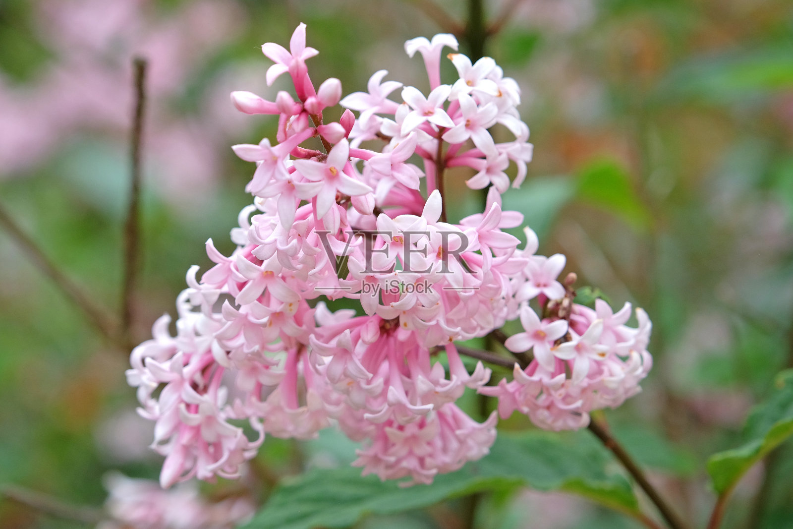 淡粉红色的丁香花。照片摄影图片