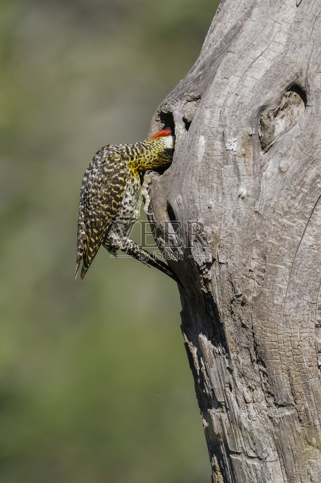 绿条纹啄木鸟在森林环境，拉潘帕省，阿根廷巴塔哥尼亚。照片摄影图片