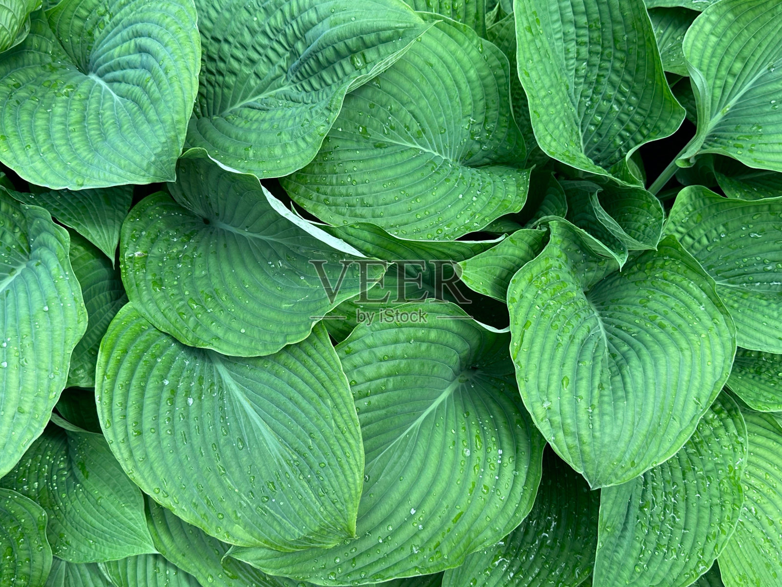 蓝莓华夫饼种植绿叶照片摄影图片