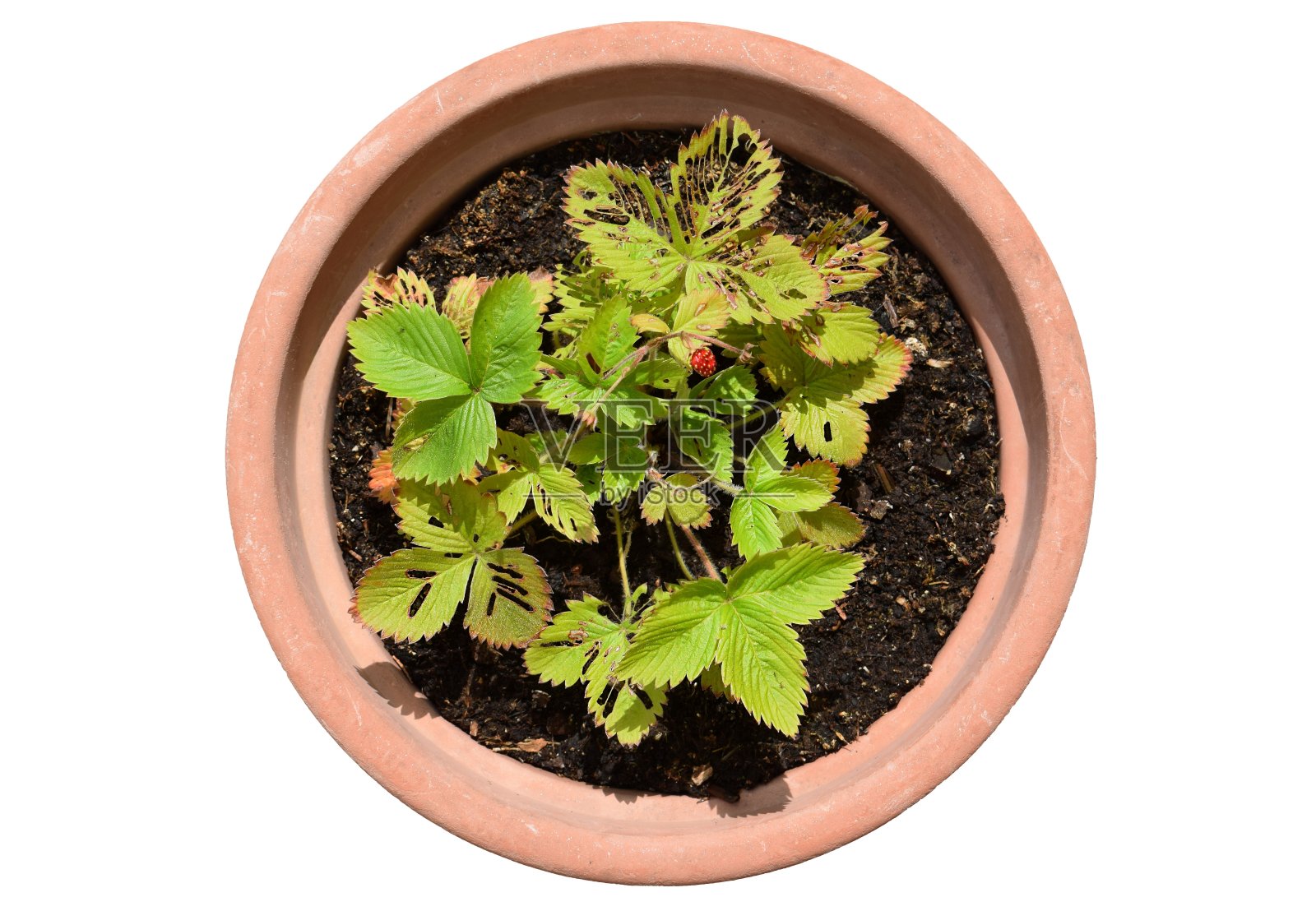 盆栽中的草莓植物(Fragaria vesca)，叶子被锯蝇幼虫损坏照片摄影图片
