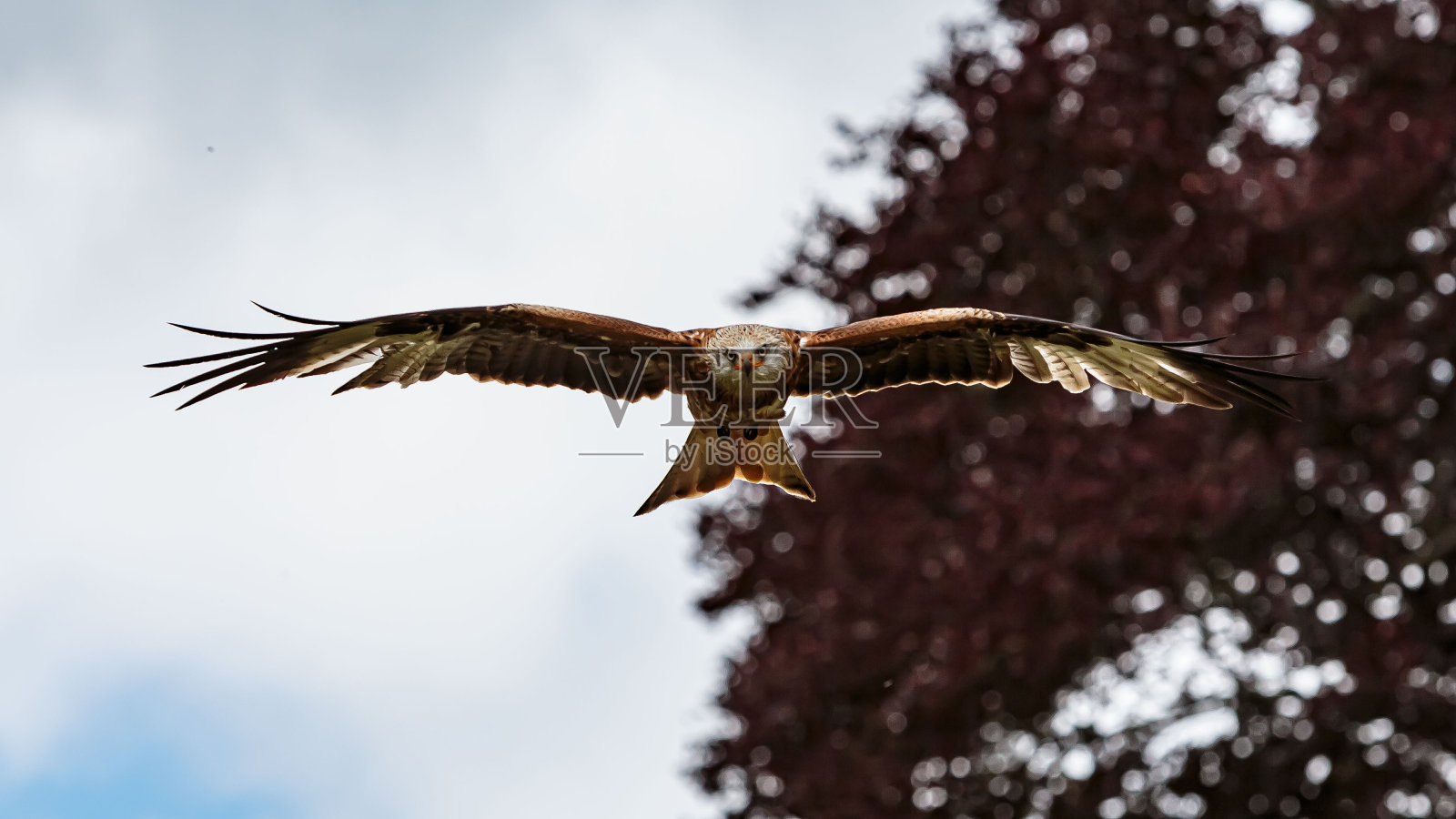 红风筝飞过林地。照片摄影图片