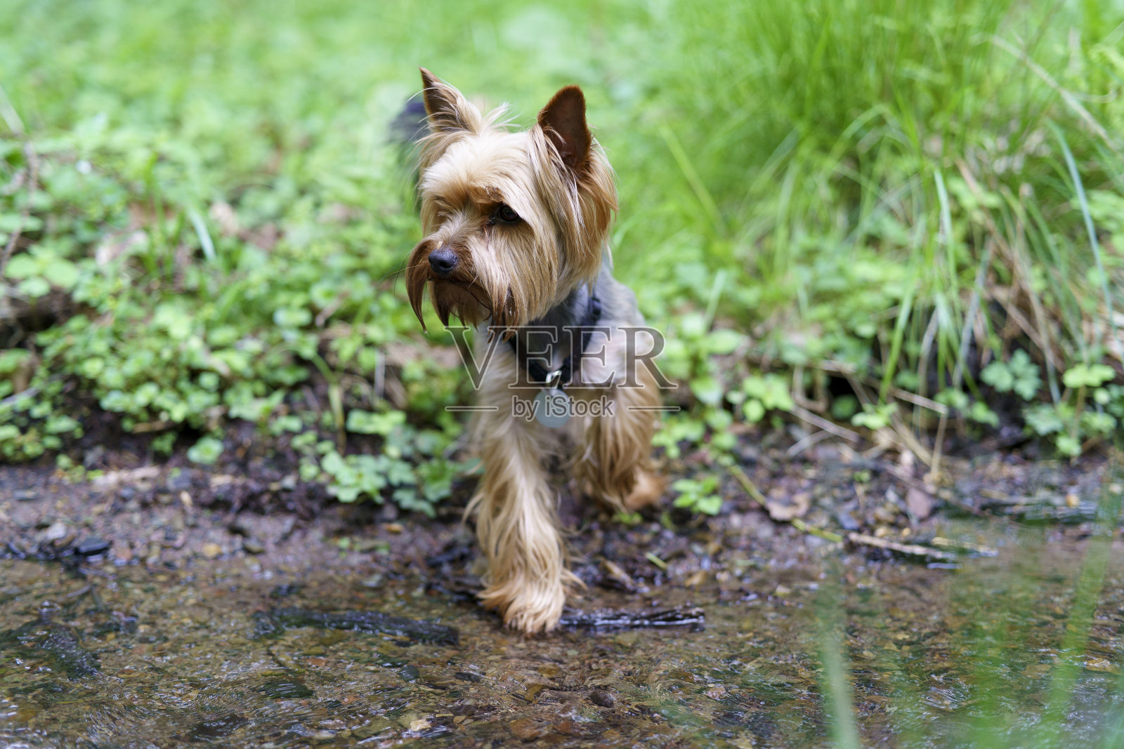 好奇的约克郡小猎犬在森林的绿草地上。前面的小溪照片摄影图片